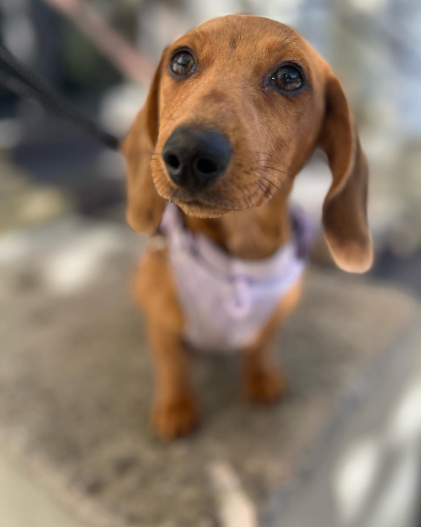 Ursa Neptune is thoroughly enjoying this fall weather 🍁🍂🧡 #houndboundfamily #houndbound #houndboundnyc #dogs #doglover #dogwalking #dogwalker #dogwalkernyc #dogsitter #pets #petsitter #petsitting #nycpetsitter #brooklyn #crownheightsbrooklyn #bedstuy #bedfordstuyvesant #parkslopebrooklyn #southslope #downtownbrooklyn #fortgreene #flatbush #prospectparkwest #prospectleffertsgardens #kensingtonbrooklyn#prospectparkbrooklyn#bushwick#williamsburg