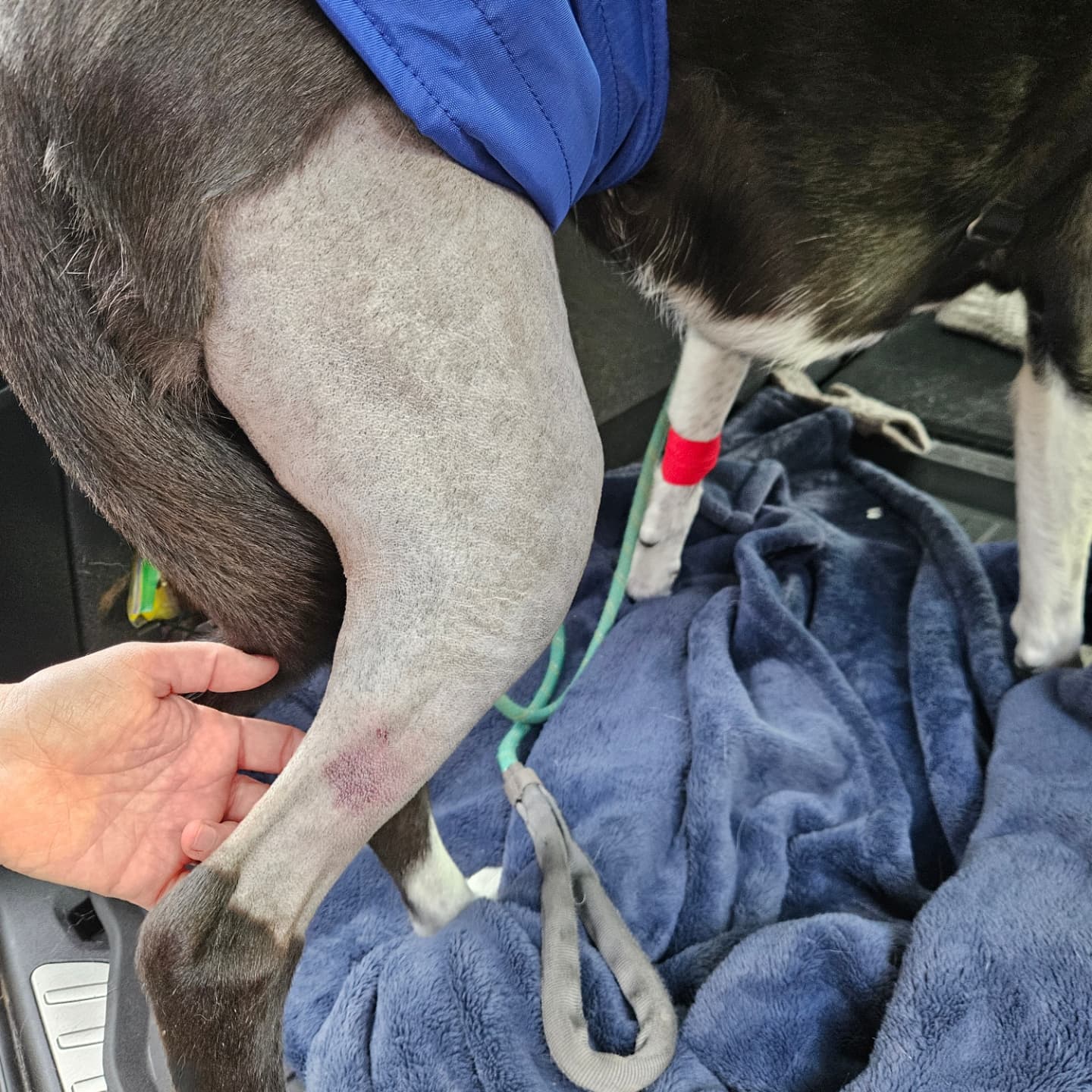 Poor Pippin had to have knee surgery. She's at home, stoned out of her gourd, and resting comfortably.
Thanks to @orevspecialtyvet for such wonderful care.
