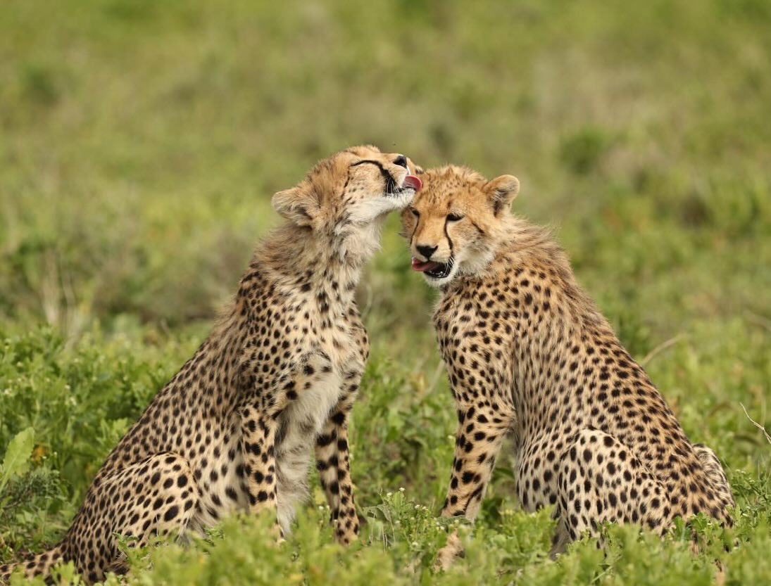 Bond of the Wild: Cheetah Cubs
A beautiful and tender moment in Tanzania — two young Cheetah sharing a close bond in the wild.
These cubs are not just playing — they are learning, growing, and building the skills they need to survive. Moments like this show the softer side of the wild, full of connection, trust, and family.
In the open plains, every day is a lesson, and every bond is important for survival.
📸 Rare and heartwarming wildlife moment
🌿 See the gentle side of predators
🐆 A true safari experience in nature
✨ Discover real wildlife stories in Tanzania!
📲 https://wa.me/255744391567
🌍 www.meilleurtours.com
#MeilleurTours #TanzaniaSafari #WildlifePhotography #SafariExperience #ExploreTanzania