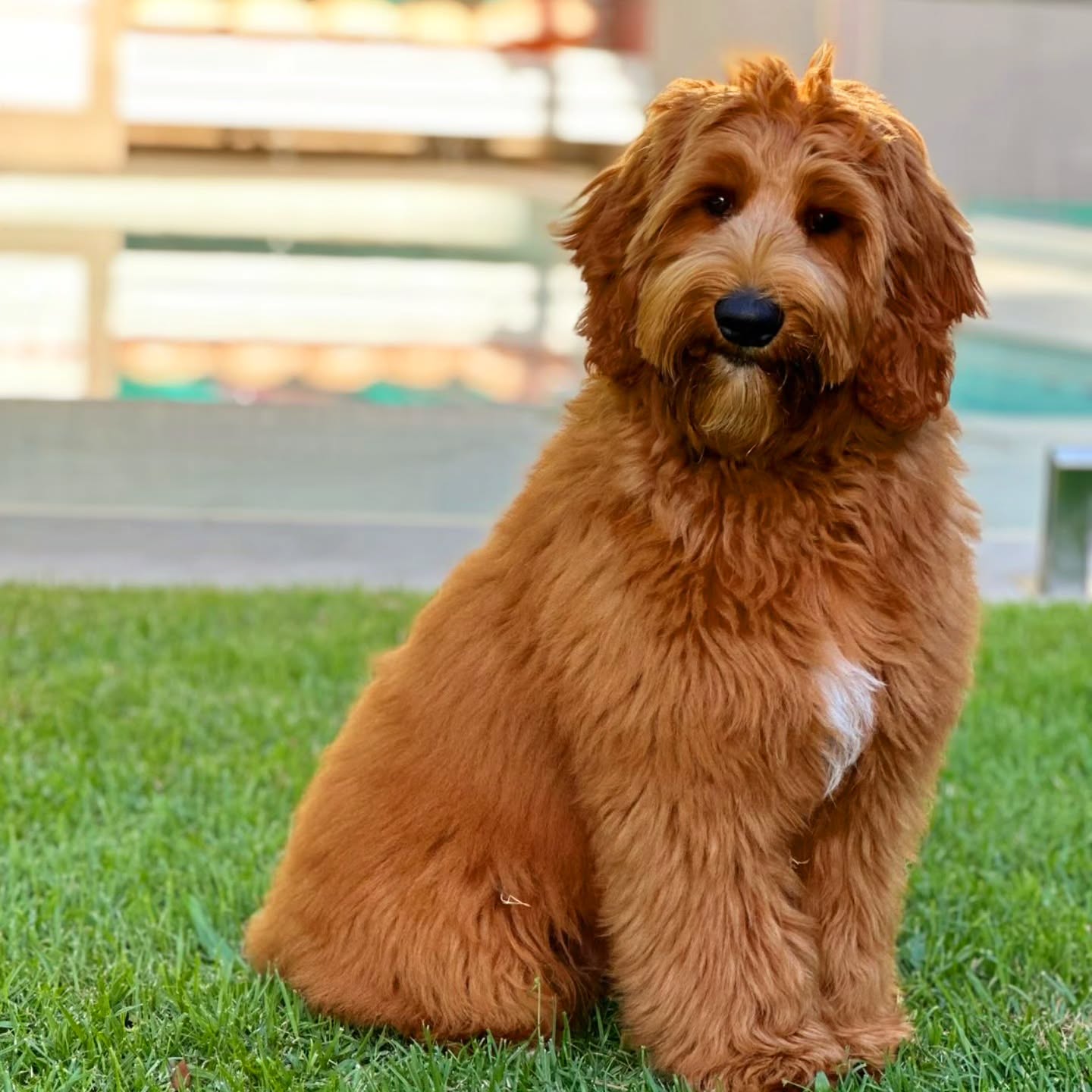 Moseley represents the next step in our program thoughtfully bred from Georgie to carry forward the calm, connected temperaments and structure we’ve carefully developed over the years.
As he grows, we’ll be watching him closely, and if he continues on this path, he has the potential to become a very special part of future Lovelocks lines.
#australiancobberdogs #futuredaddy #lovelockscobberdogs #AustralianCobberdogSociety