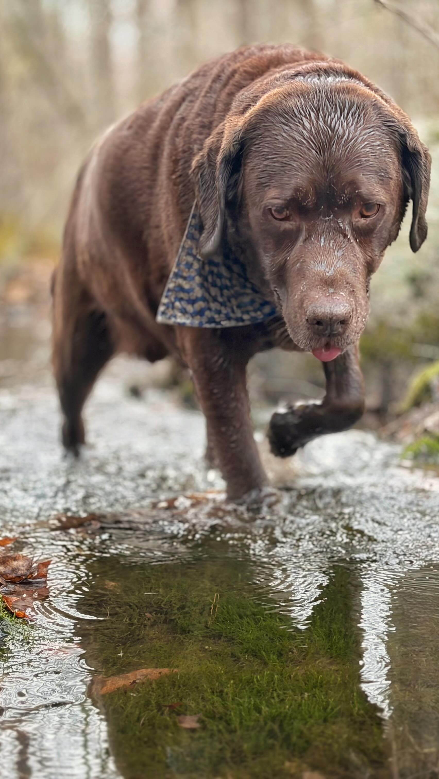 Your dog’s day doesn’t have to revolve around your schedule.
While you’re working, they could be:
🐾 running the trails
🐾 exploring with a structured pack
🐾 actually getting the exercise they need
This is what real fulfillment looks like.
👉 Limited pack openings — apply to join
Off-leash trail adventures in MetroWest MA
Small, carefully matched groups.
Pickup & drop-off included.
👉 Your dog’s adventure starts here.
