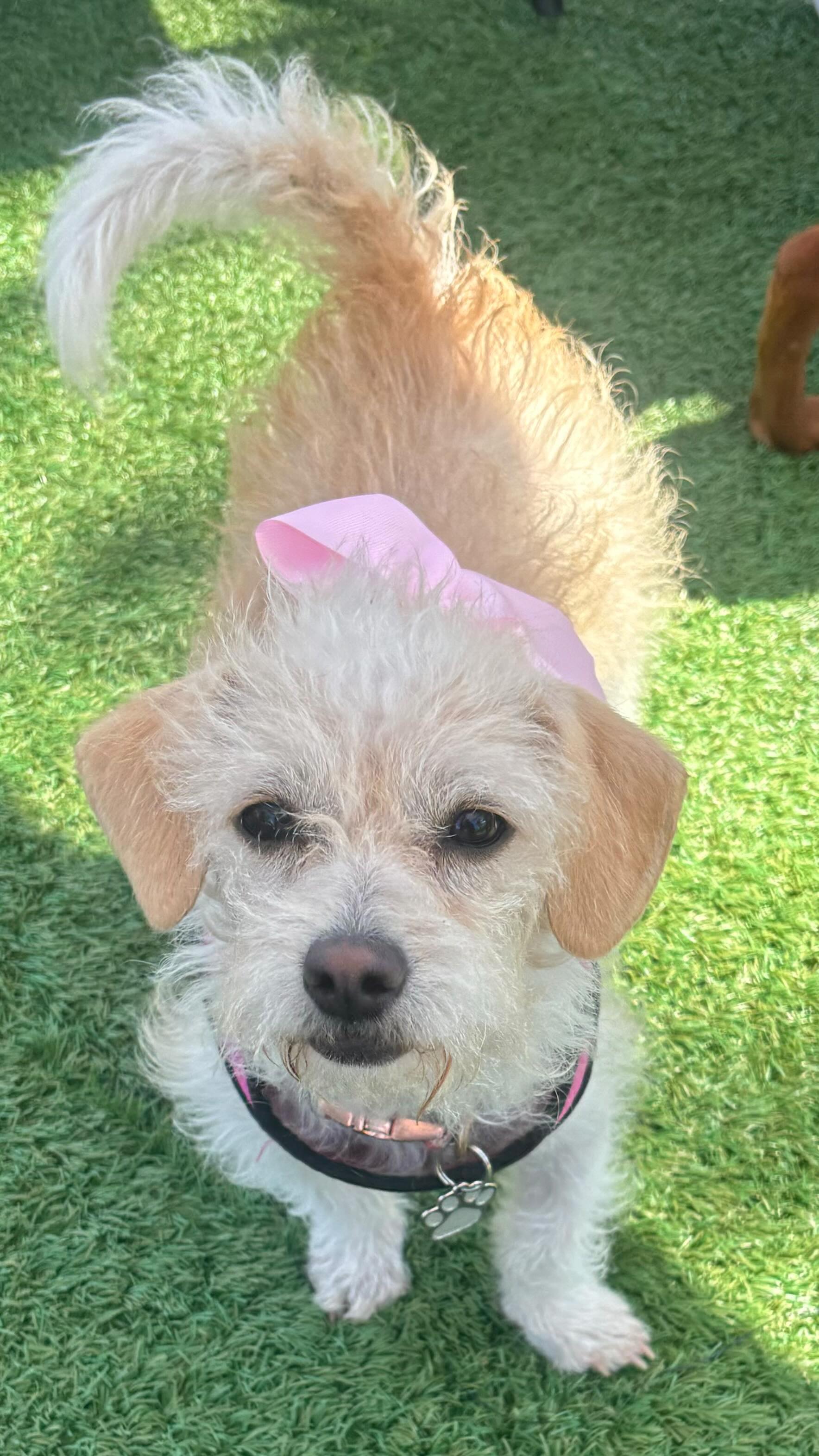 Update: ADOPTED! π
We can't believe our adorable little Geneva is still with us... Her sister Paris was adopted two weeks ago & she's been patiently waiting for her turn...
Geneva is a small breed maltipoo & is the most loving, calm and sweetest little girl. She is 2 years old & weighs just 12 lbs. She gets along great with other dogs and is good with children. She is potty trained & leash trained and will make such a special addition to any home.
To schedule a Meet n Greet, submit an application today at: www.almarescue.org and please, SHARE THIS VIDEO π
#maltipoo #adoptdontshop #adoptoceanside #rescuedisourfavoritebreed #almarescue