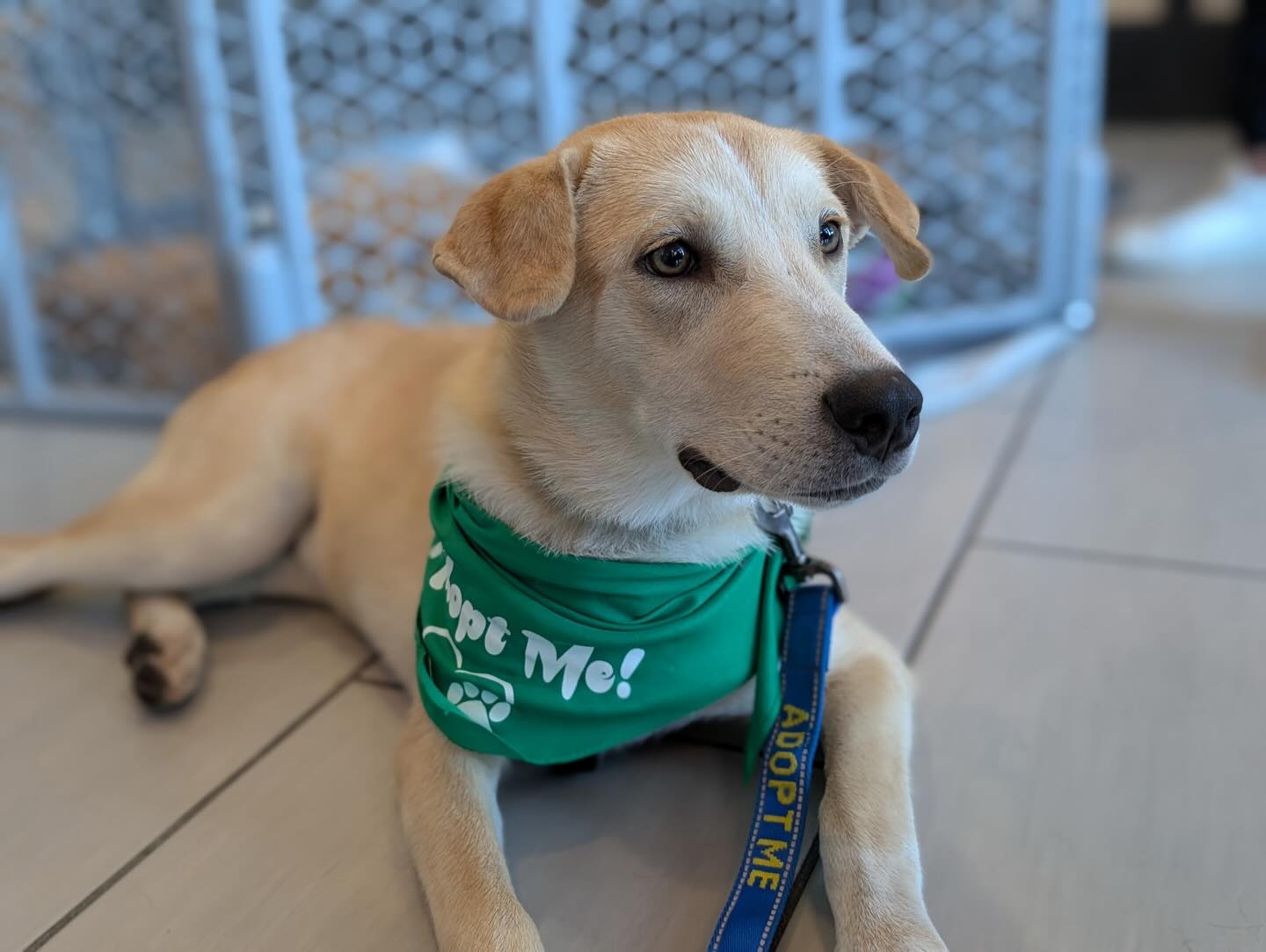 ***ADOPTED***Pup of the Day: Ryan 5 months old.
From underdog to snuggle-buddy, it’s Ryan!
This sweet boy arrived in CO underweight at just 27 lbs, with no idea how to “dog” and a lot of uncertainty about the world. Today he’s a healthy 40 lbs of pure love, walking proudly on a leash, sleeping happily in his crate, and getting the ZOOMIES in the backyard while carrying his chew rope like he’s holding the Olympic torch 🔥Goes to show what love, patience & time can do
His foster big brother, a very serious white Lab drill sergeant 🫡 taught him where to potty & how to chase a ball. He hasn’t quite mastered the “bring it back” part yet… but 🤷🏼♀️
Ryan is smart, responds beautifully to “no,” and lives for the words “Good Boy!” his tail wags so hard it might fly right off his bum 🤣
He does best in a home without small children, older kids (middle school and up) are totally fine. Other dogs? He loves them. Snacks? Absolutely Rules & routines? Yes please, this boy genuinely thrives with them!
Foster mom has showed Ryan the crate is a safe place to be. He eats his meals there, take naps there, sleep there at nite and sometimes, I go in there just for fun… with the door wide open! 🤩
There is still lots for Ryan to learn, and he is up for the challenge! ❤️
Ryan is ready to be YOUR forever companion. He’ll hold his head up high & be so proud to walk by your side every single day. Give him some love, a little structure, and all the snacks, and he will give you everything. 🐾
If you are already an approved adopter and want to meet or adopt Ryan, please contact your adoption coordinator. Or you can fill out an application at mhlrm.com