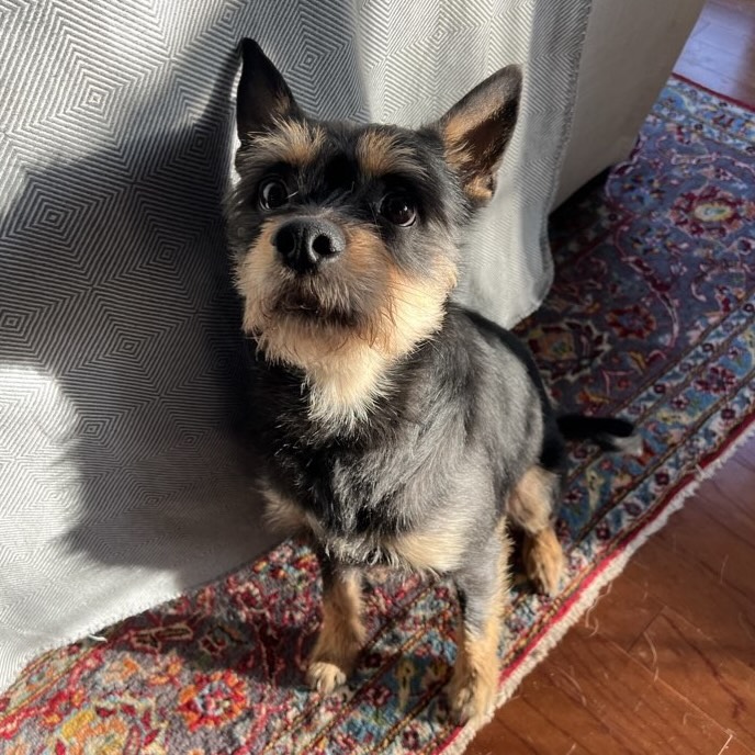 Hoping everyone had a very happy Easter weekend 🐣🐾 Here’s to a holiday full of good food, good company, and no pups stealing your basket. From our Mindful Pet family and Apollo to yours. 🌸
#atx #cedarpark #leander #dogsofinstagram #easter