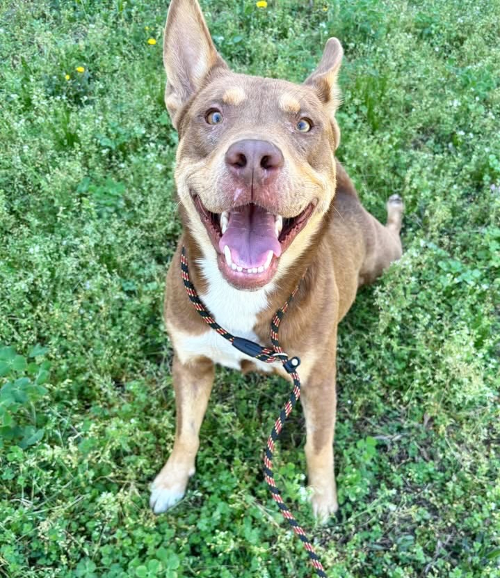 How handsome is Ripley?! 😍
He’s as gentle as they come. A perfect leash partner. He’s extra sweet and gets along great with other dogs. He didn’t even bat an eye at the cats. He also definitely seems potty trained.
He’s 4 years old and weighs 68 pounds.
Please share this boy. He needs a special home, because he’s a fence jumper extraordinaire.
He will need plenty of leash walkies, or a place with an amazing unclimbable fence.
Come meet him at the Little Rock Animal Village, 4500 Kramer Street, Tuesday-Saturday, 10:30-5. No appointment needed.
Photos don’t always do these sweet pups justice, so it’s best to meet them in person.
All $90 adoptions include spay/neuter, microchip, and shots. The shelter is WAY too full.
Please share! Every time you adopt, you save a life. 💜🐾