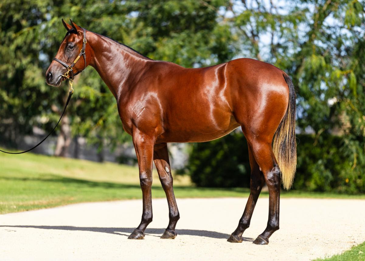 We are back from Australia with two exceptional fillies for our 2026 Bourbon Lane NZ Partnership 🥃🏇
🔹 Lot 36 Zoustar - Quintessa purchased for $400,000
A striking filly by Zoustar, the same sire as our own Queen Zou, winner of the G2 Rich Hill Mile earlier this year 🌟
🔹 Lot 220 Written Tycoon - Aquagirl purchased for $300,000
A powerful filly who strongly resembles Velocious, the Stephen Marsh trained Champion 2YO in New Zealand 💪
Both fillies will head into training with Stephen Marsh 🏇
Limited shares available starting at $5,000.
