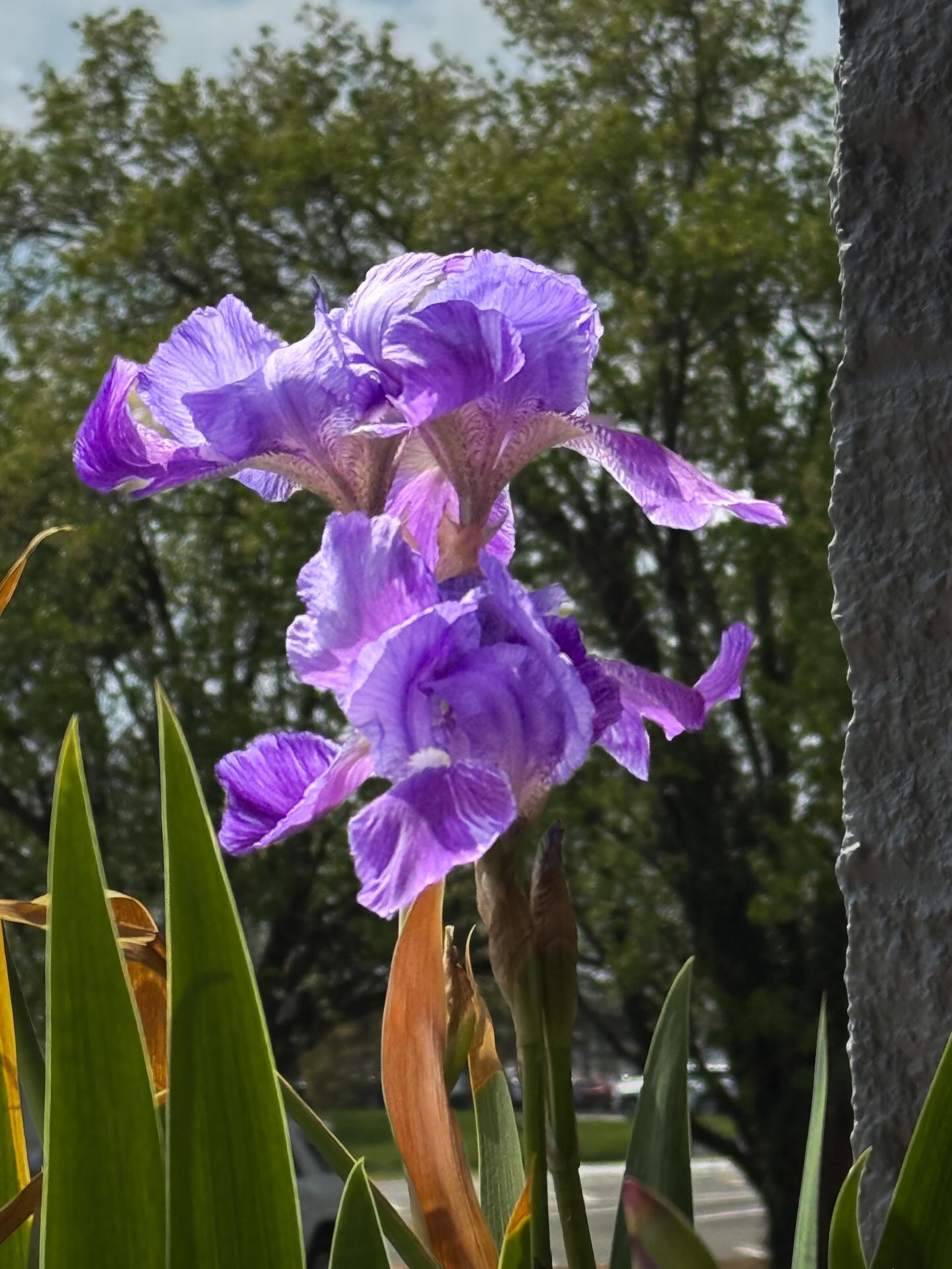 A little backlight is nice. #iris