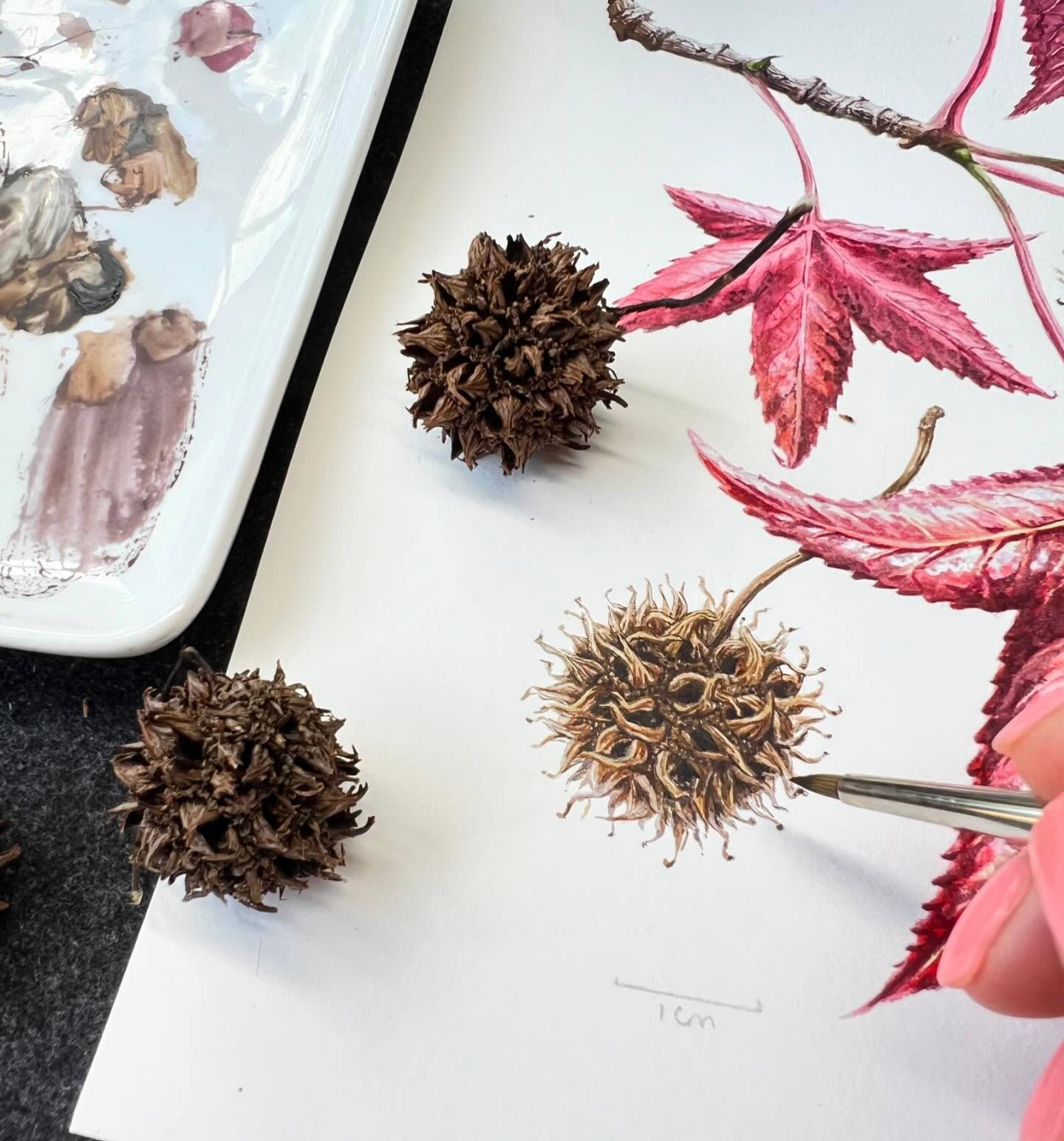 Witches Balls.. Monkey Balls.. Gumballs. fascinating to study, but a bugger on the lawn.
Liquidamber styraciflua (sweetgum) seedpods.
#watercolour #surreyartist #surreylife #godalmingcommunity #artistsoninstagram #artistmum #botanicalart #tree #sweetgum #paintingwip #seeds