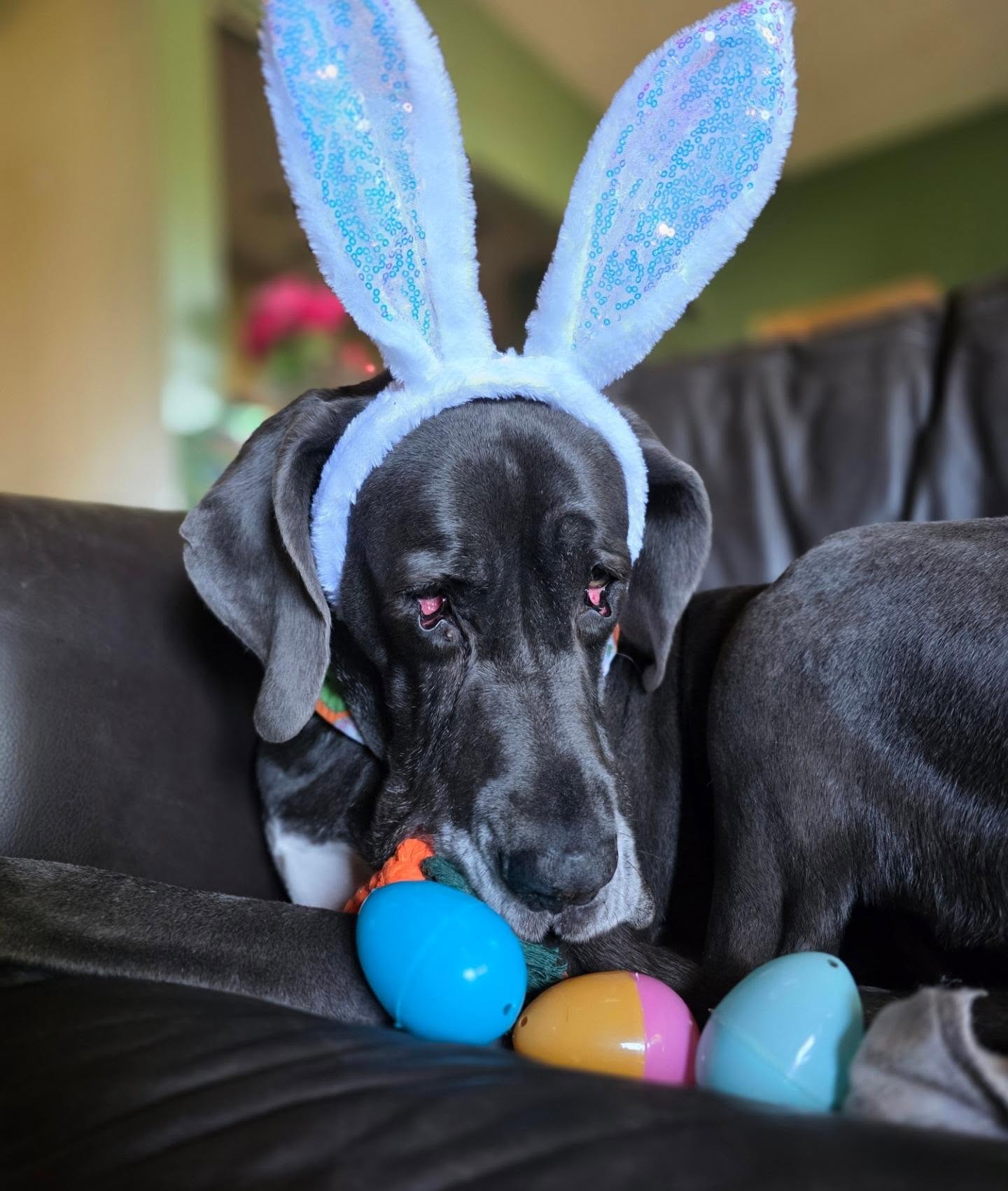 Happy Easter! 🐰🥕🐣