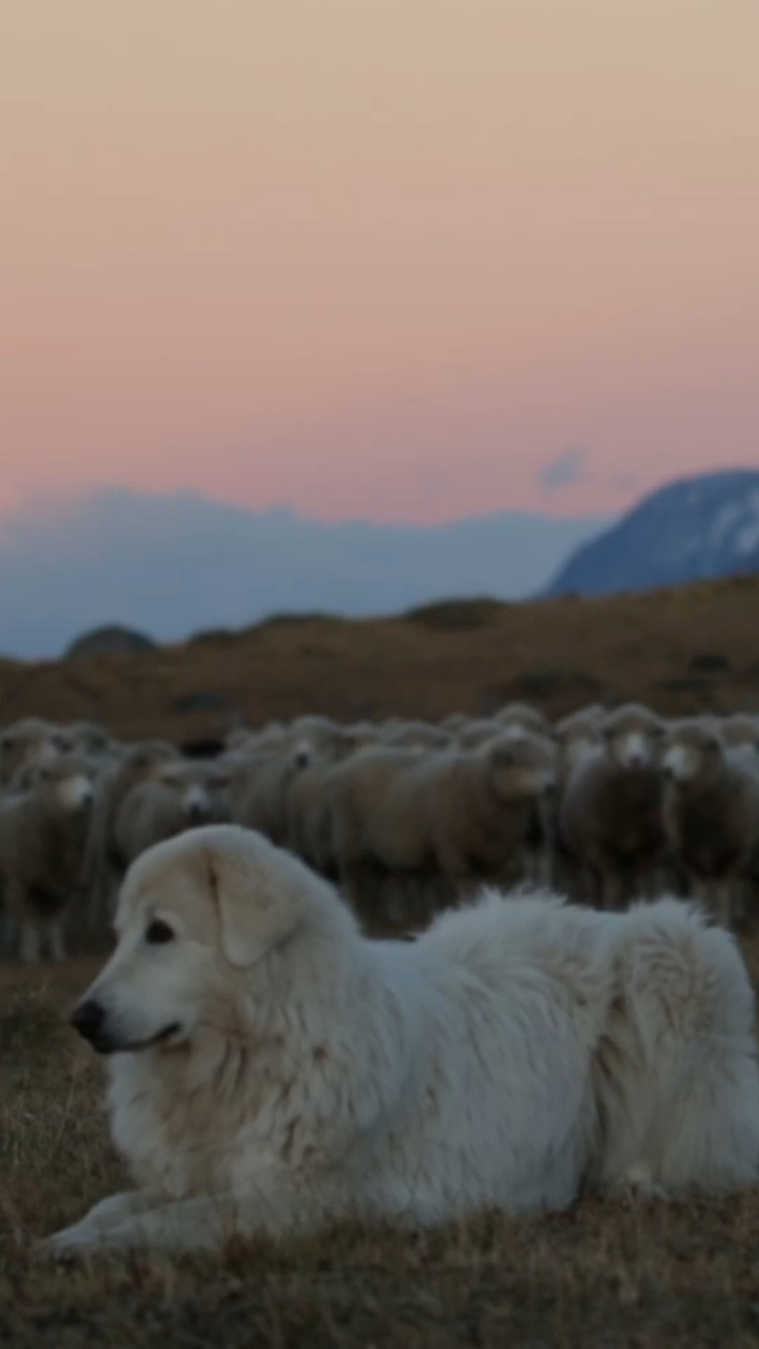 Los guardianes de la Patagonia tienen cuatro patas 🐾
En este video, nuestro Tracker y Supervisor de Perros Protectores Mirko Utrovicich nos cuenta cómo los perros pastores protegen el ganado 🐑 y, al mismo tiempo, ayudan a conservar la vida silvestre. Su trabajo es clave para mantener el equilibrio entre la ganadería, la fauna y la cultura local 🌿
Gracias a @nomade.pet, estos héroes caninos reciben alimento de calidad que les da la energía necesaria para cumplir su importante misión cada día.
–
The guardians of Patagonia have four legs 🐾
In this video, our Tracker and Guardian Dog Supervisor Mirko Utrovicich tells us how herding dogs protect livestock 🐑 and, at the same time, help conserve wildlife. Their work is key to maintaining the balance between livestock farming, wildlife, and local culture 🌿
Thanks to @nomade.pet, these canine heroes receive high-quality food that gives them the energy they need to carry out their important mission every day.
🎥 @beatrizschneiders
#NomadePet #GuardianDogs #WildlifeConservation #Patagonia #CerroGuido