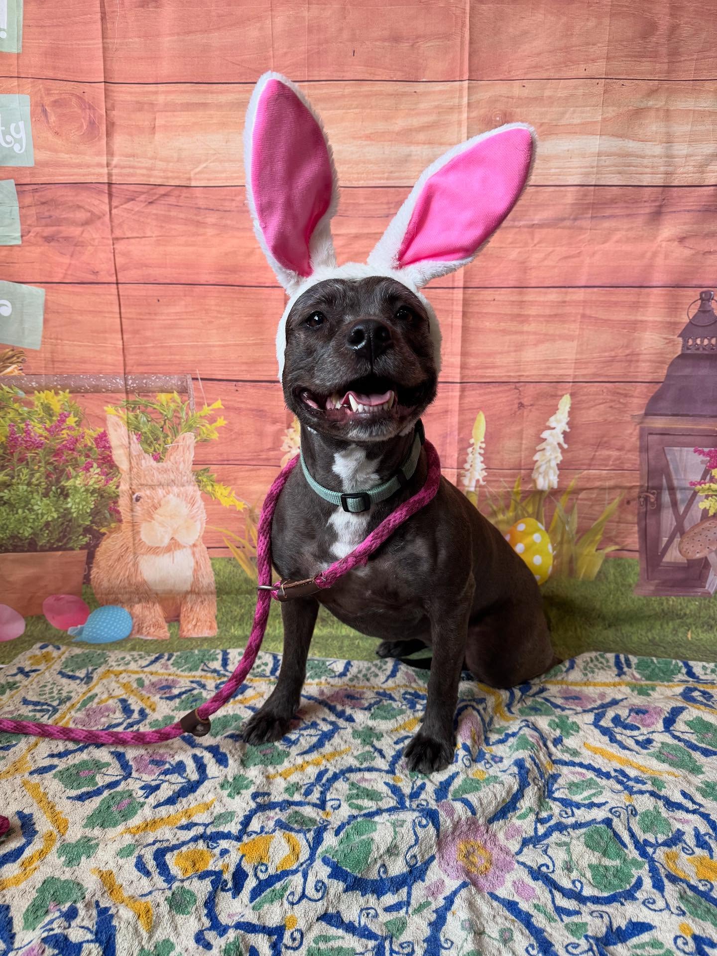 Bunny Kisses and Easter Wishes 🐰😘🐣💫