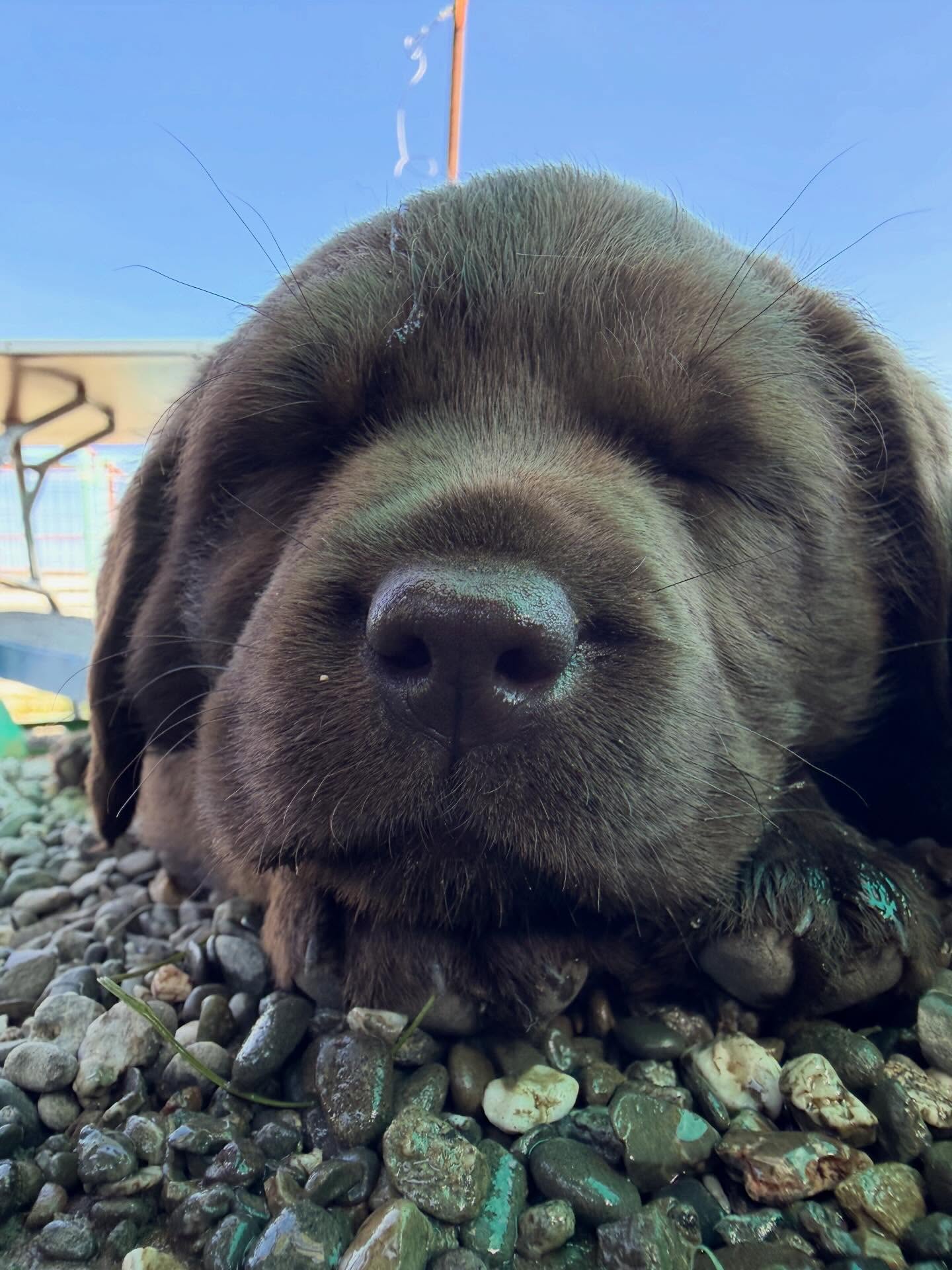 First time outside for Taboo’s litter, and first time the two litters are meeting. They blended right in!
.
.
.
.
#labradorpuppy #blacklabrador #chocolatelab #yellowlab