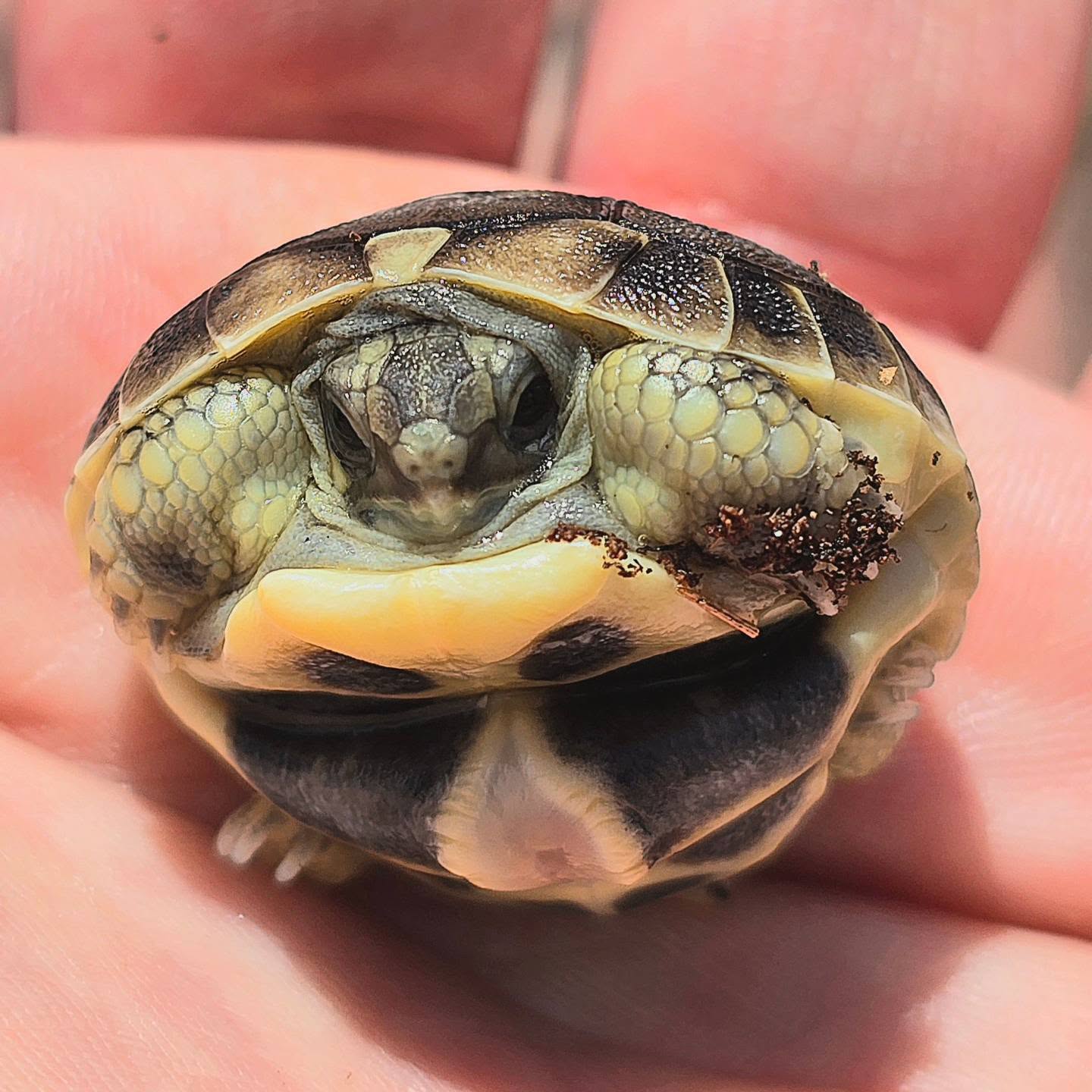 One of our freshly hatched western herman hatchlings ... tortoise ❤️
#hatchling #babypet #babyreptile #tinytortoise #pet #petstagram
#midlandtortoise #tortoise #Tortoise #tortoisekeeper #tortoiseofig #tortoiseofinstagram #tortstgram #tortoiselife #reptilesofinsta #reptilesofig #repstagram #pets #reptile #schildkröte #cute #newlife #helloworld