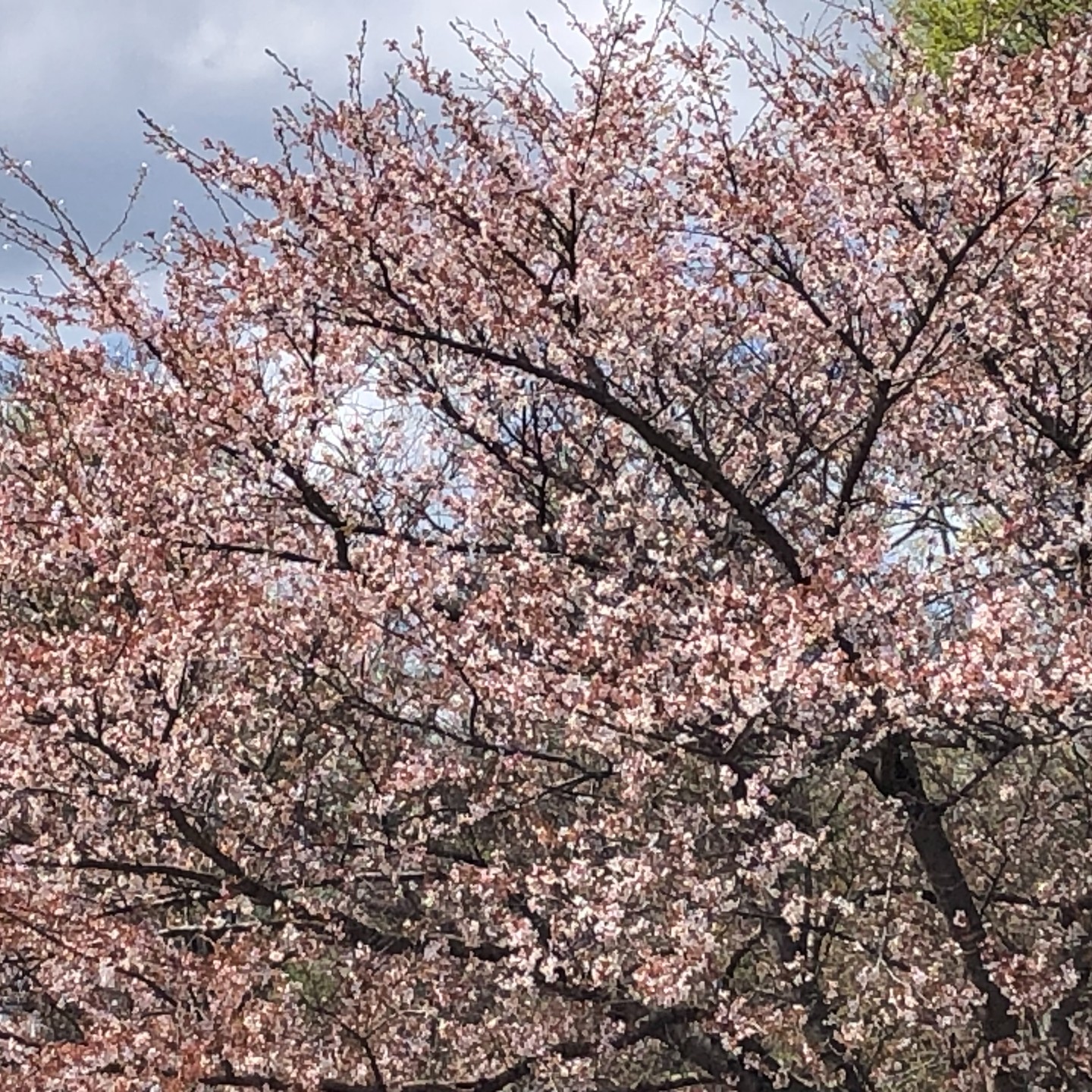 We spent Saturday afternoon at the Akron Sakura Festival… and ended up walking almost 4 miles without even thinking about it, taking in the cherry trees. 🌸
This is something most people miss.
Movement doesn’t always have to be structured workouts.
It can look like this:
Getting outside
Walking
Slowing down
Actually enjoying where you are
Your body responds really well to this kind of movement:
Less stress
Better energy
Clearer mind
And most people don’t do enough of it.
If you feel stuck, tired, or like nothing is working… start here
Move more, but make it feel natural.
Not forced
This is a big part of what we talk about with patients all the time.
Simple changes that actually work.
📍 Cuyahoga Falls
📞 (330) 928-3420