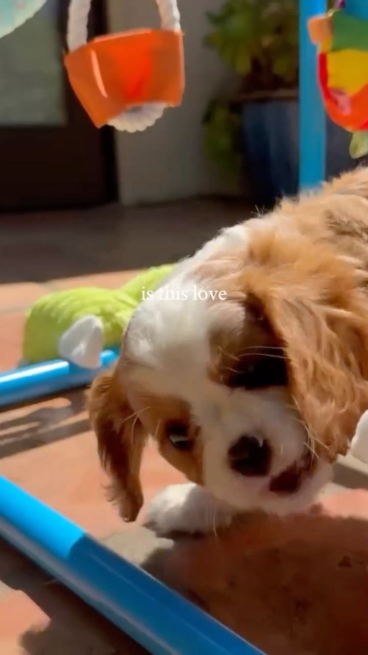 Is this love, is this love, is this love that I’m feeling?” 🎶
Spoiler: yes. Look at these faces.
Family-raised male Cavalier King Charles puppies from health-tested parents. Ready for their forever homes.
DM us to come meet them.
.
.
.
#kingcharlescavalier #tinkerpups #california #furryfamily #dogsmakeeverythingbetter