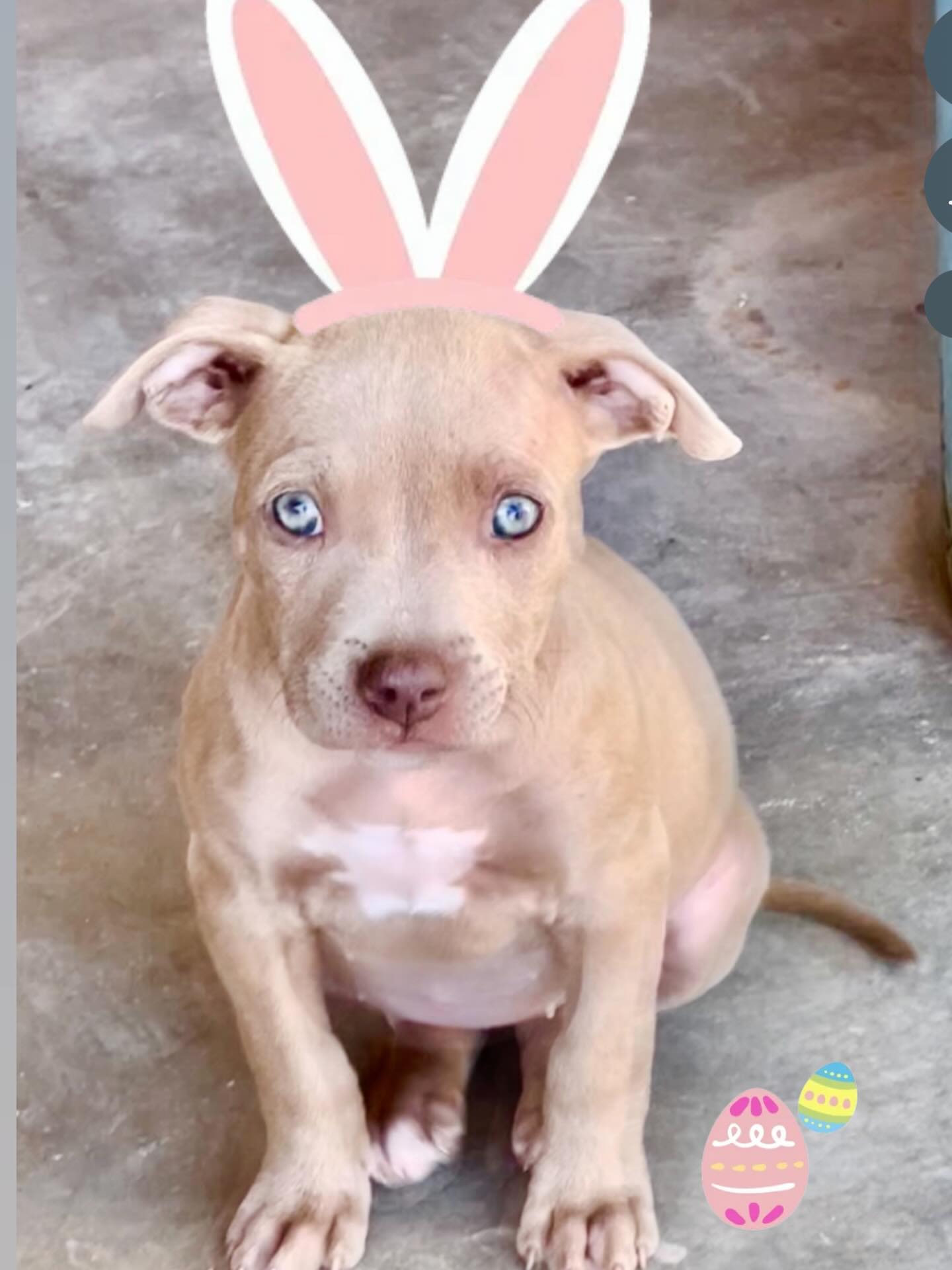 No need for an Easter Bunny when you can have an Easter Bully!
We hope everyone has a pawsitively perfect Easter! π£
Photo: Ruby Blue, rescued by ALMA at 6 weeks old. π°
