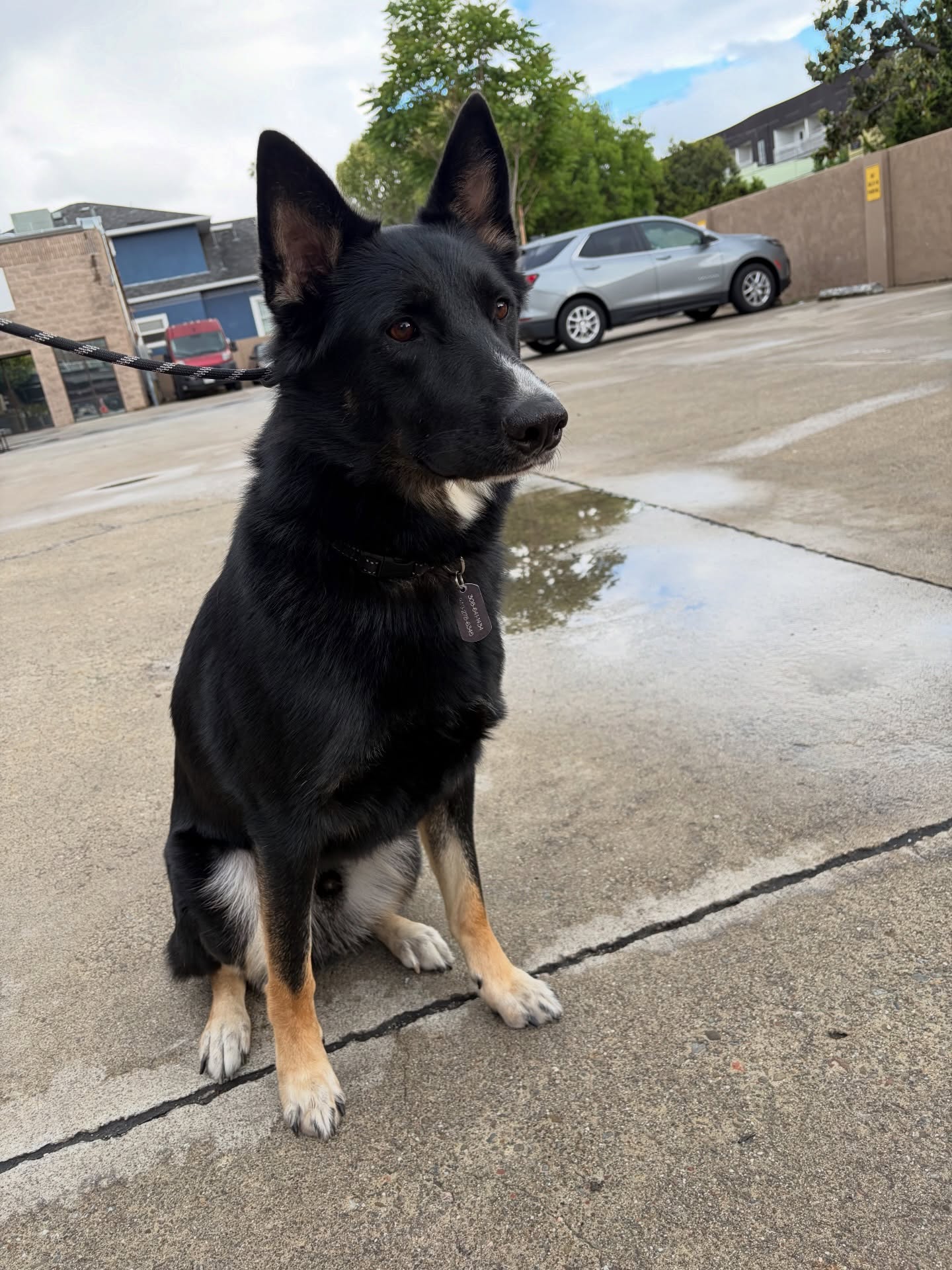Koda