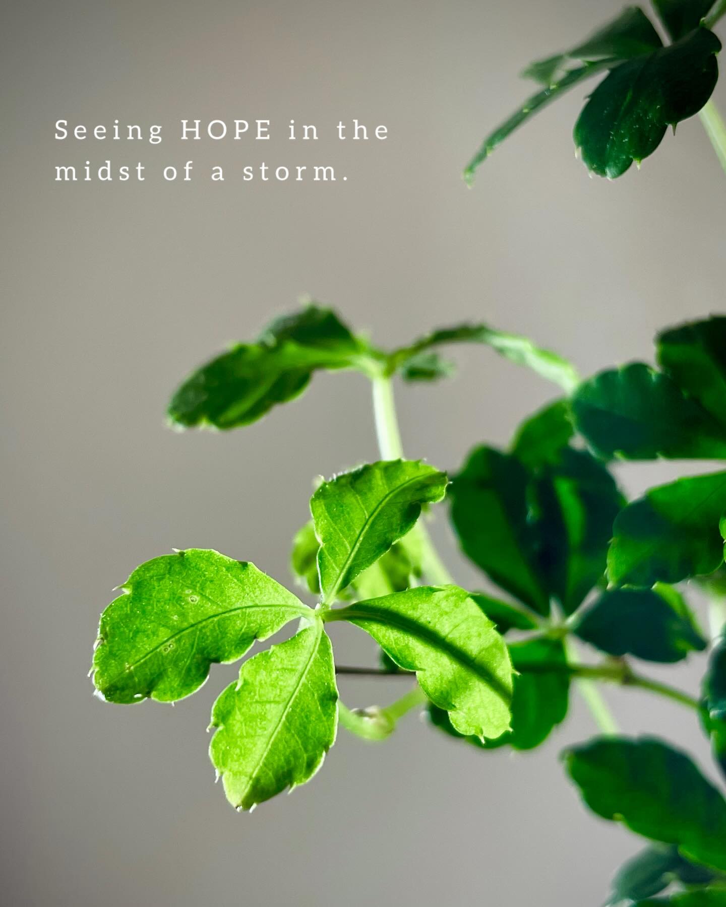 Windy, stormy, cold, and dark,
a storm has arrived…
Somewhere through the thick clouds,
a beam of light breaks through,
bringing a glimpse of hope
and the vitality of spring. 🌱
#newperspective #nature #mindset #spring #aesthetics