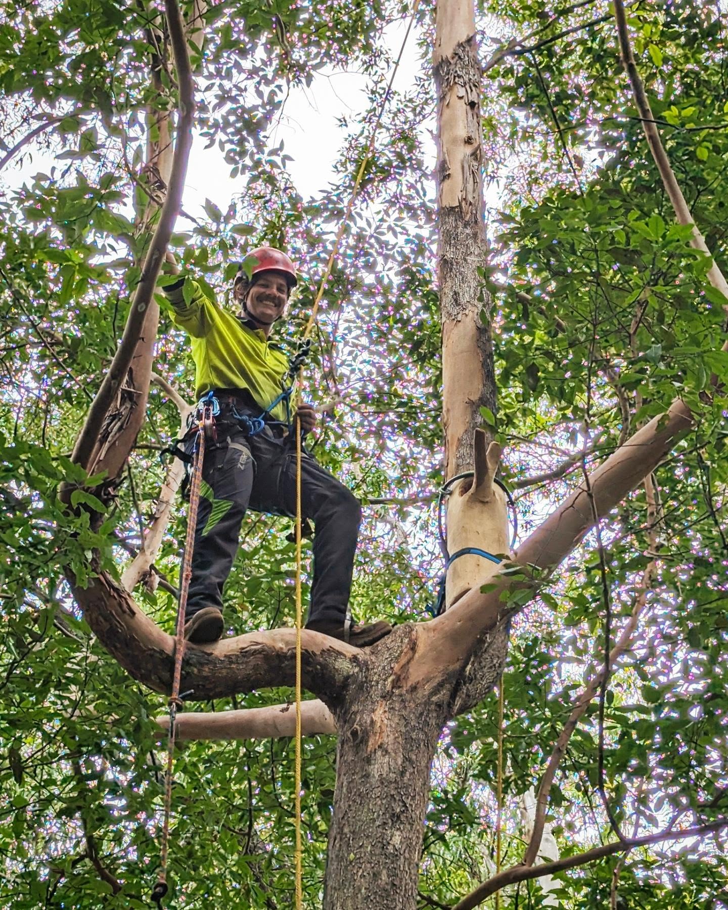 Brock's first tree climb! Brock is our new apprentice Arborist at She Trees and we're stoked to have him officially on board π Brock is an ex plumber and taking to tree work like a duck to water (or koala to a gum or a paper wasp nest to a spotted gum) - just naturally!
I have trained a few apprentices now and have learnt a lot with each experience - the main takeaway is that everyone's journey in the tree game is their own. As a boss/mentor I have to be encouraging and patient (which is sometimes difficult with apprentices) but it makes my job rewarding too!
The first tree I ever climbed was a Cocos palm on a Friday afternoon π I'm glad Brock got to climb this cool Brushbox gum tree and hang a @habitec_arb nesting box for our customer in Tallai. A nice way to start in the industry connecting to nature! πΏβοΈπππΊπ¨π³π΄