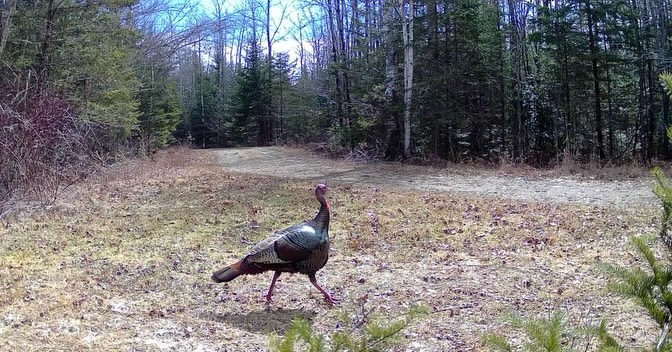 Our trail cams are showing signs of spring! 🌷
Skunk cabbage, song sparrows, and amphibians are popping up throughout the St. George River watershed.
What sign of spring excites you most? ☔️🌼
#georgesriverlandtrust #trailcam #mainewildlife #springhassprung