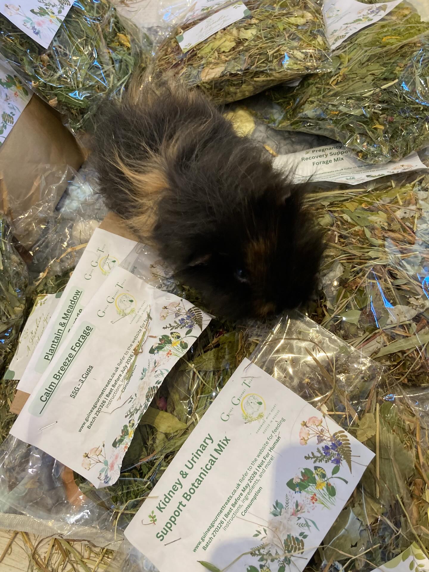 Thank you @guineagourmettreats for the excellent forage. Thank you also to anyone who has bought anything and donated to us in the process.
