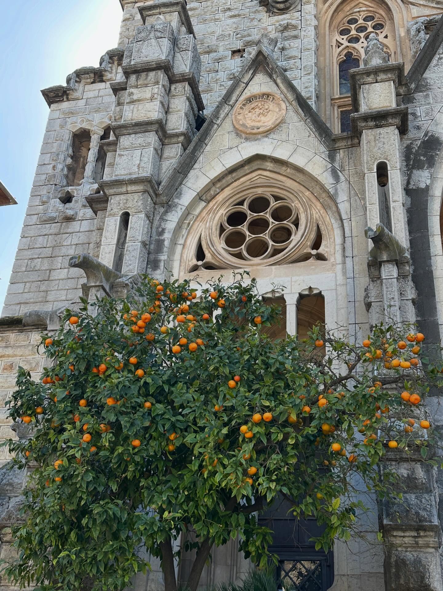 🍏 Oranges, lemons, carob, almonds, olives and Aperol Spritz! Glorious day in the Tramontana mountains. #mediterraneanplants #rightplantrightplace