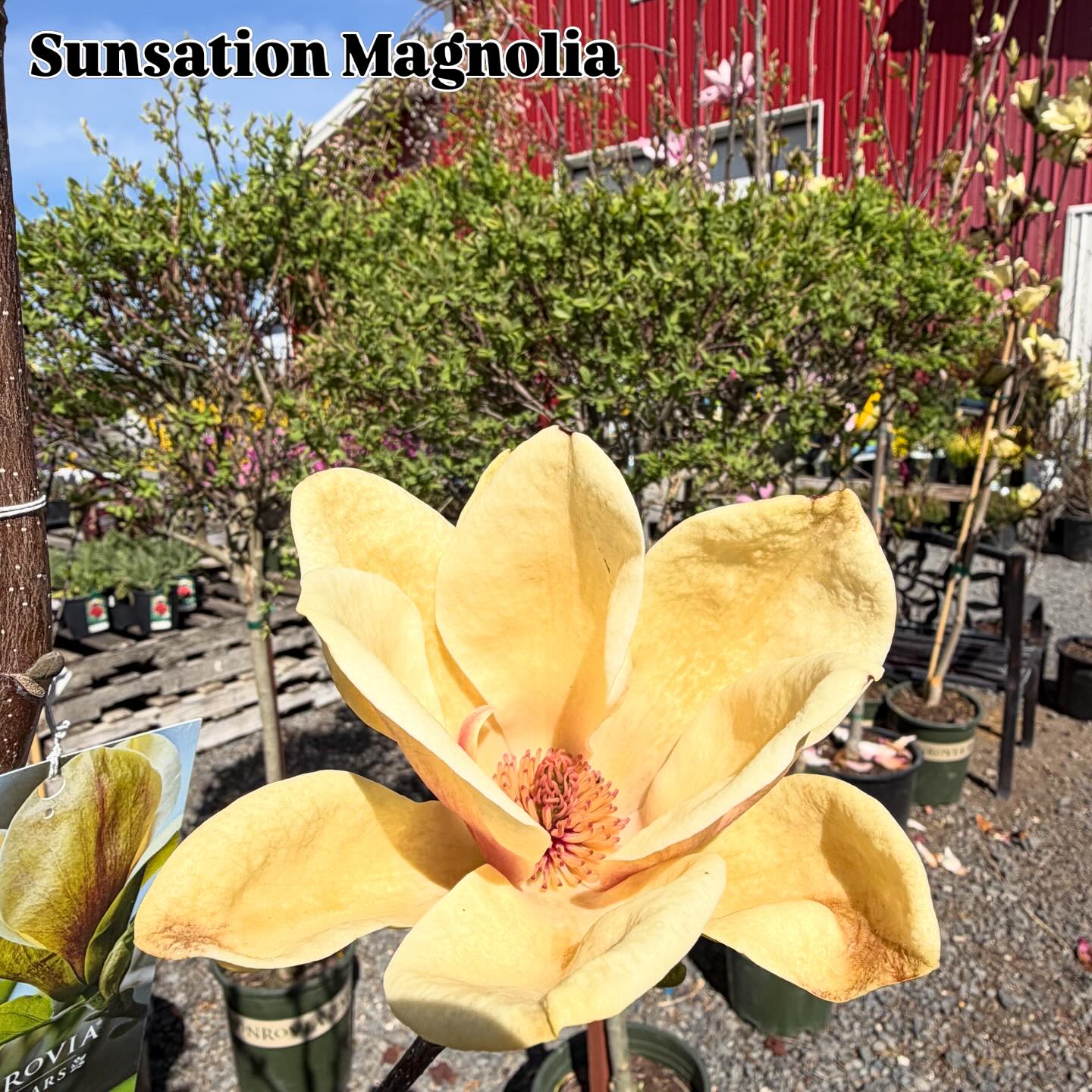 All things sweet and yellow… 🌼💛 For a pop of springtime joy, try these yellow colored beauties in your landscapes!
.
.
.
.
.
#gardencenter #royalcitywa #seedcupboardnursery #springtimeplants #landscapes