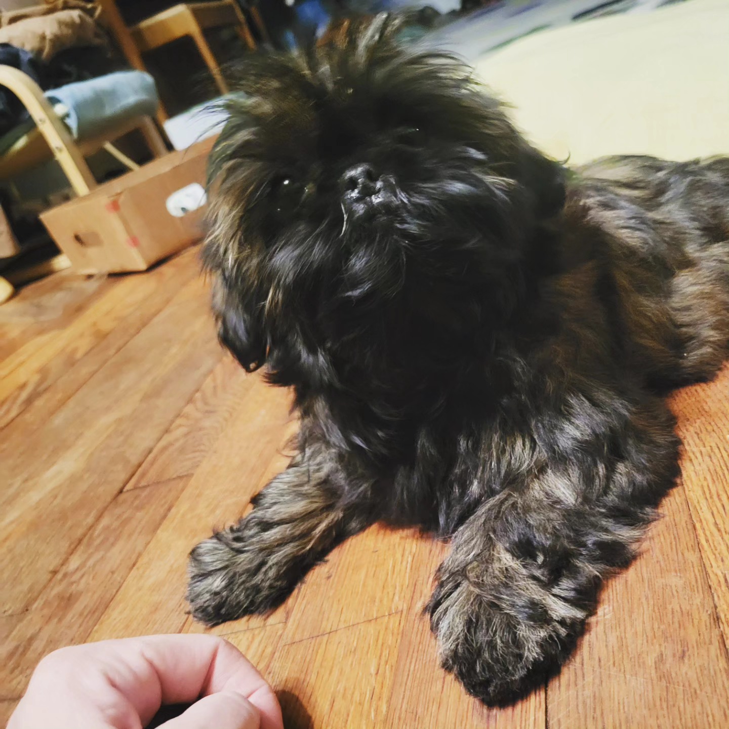 Will someone please help me figure out why my favorite pups in each litter are always the last to go? This little girl is the sweetest, and so regal. And she loves us people! This business of puppies is so funny sometimes. Who needs a perfect little dark brown doggie?