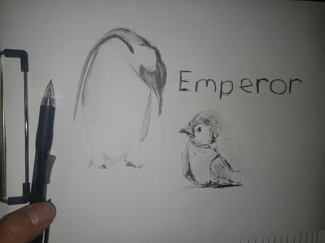 Quick sketch of two Emperor penguins
#penguine #quicksketch