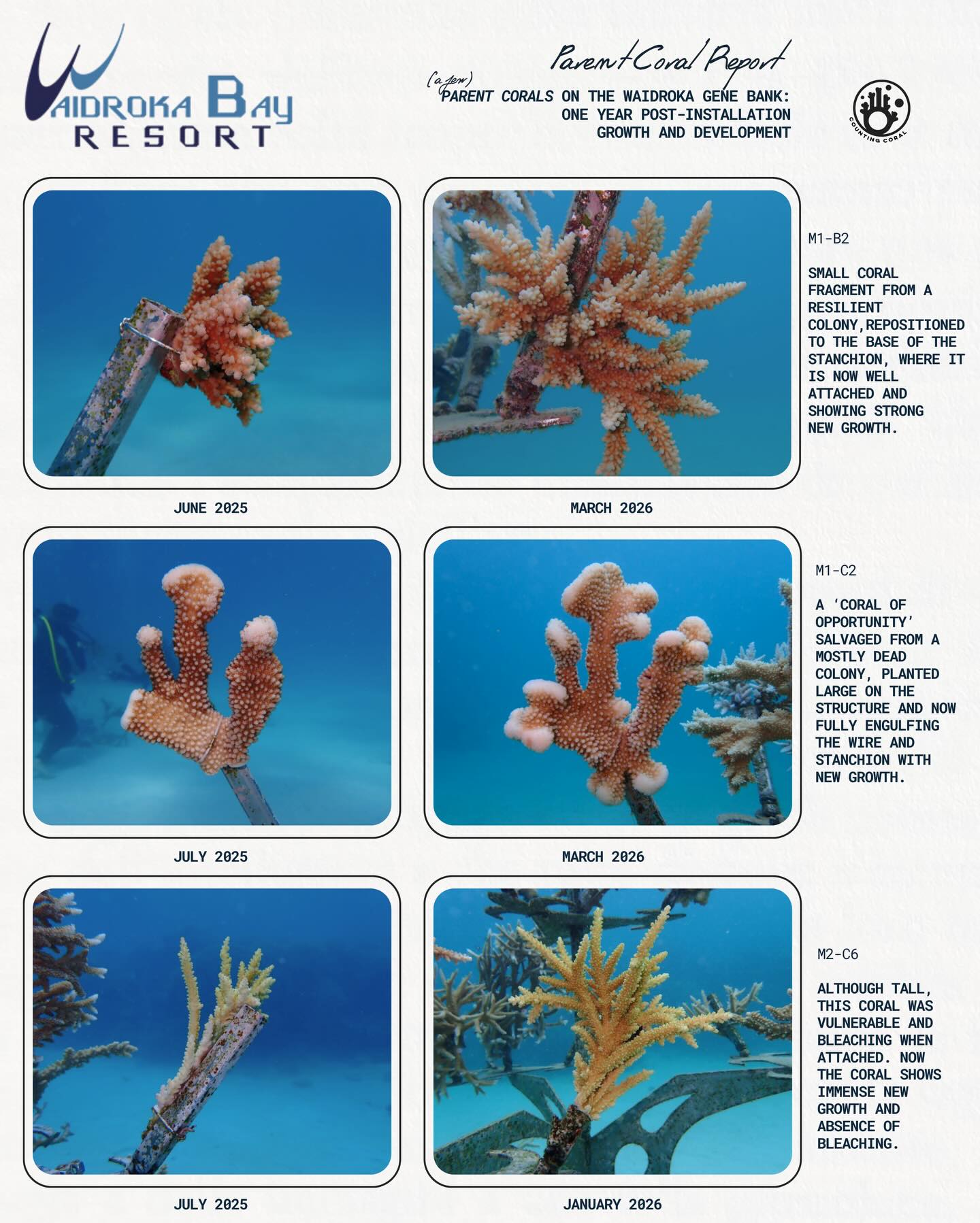 🤩🥹 Epic coral reports @waidrokabayresort. Their custom Gene Bank is home to around 30 parent corals, each continuing to impress us with their growth and adaption to the park. After time to strengthen and grow even larger, these corals will then be carefully fragmented into nurseries. They play the crucial and core role in our sustainable and continuous propagation cycle.
As you can see, within our blend of parent coral selection, are a lot of corals of opportunity. These photos help showcase the beauty of being able to nurture these resilient corals back.