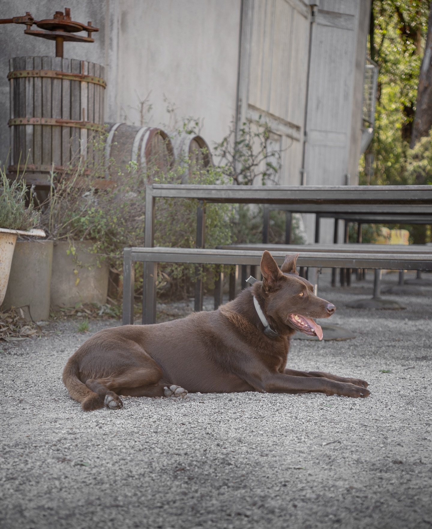 A brief pause before Banjo’s next escapade. The whole Mount Towrong team is going to follow suit this long weekend - The restaurant and cellar door is closed for Easter, but we’ll be back ready to look after guests and visitors from next Friday!
Have a safe and happy Easter everyone!
#mountowrongvineyard #mounttowrong #macedonranges #macedonrangesnaturallycool #mounttmacedon