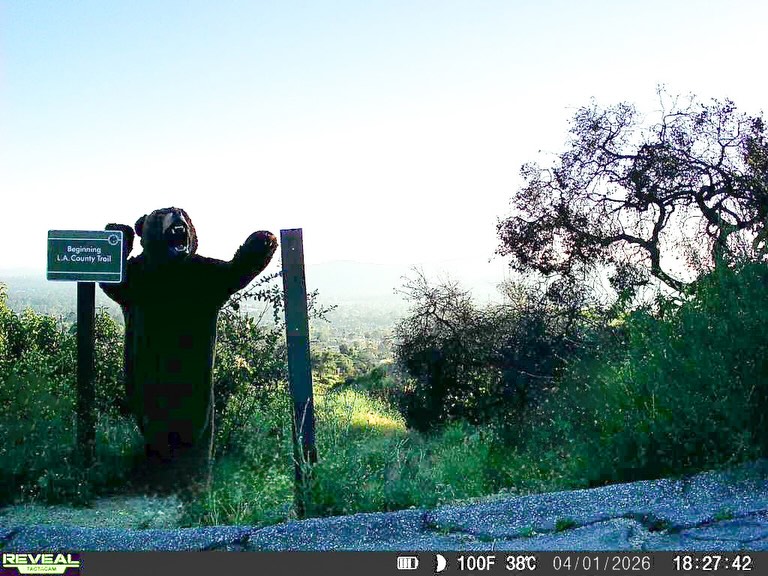 We caught some very unusual activity on the trail cams of Chaney Trail today.
Happy April Fools Day from the Chaney Trail Corridor Project and Bears Hate Spectacles!