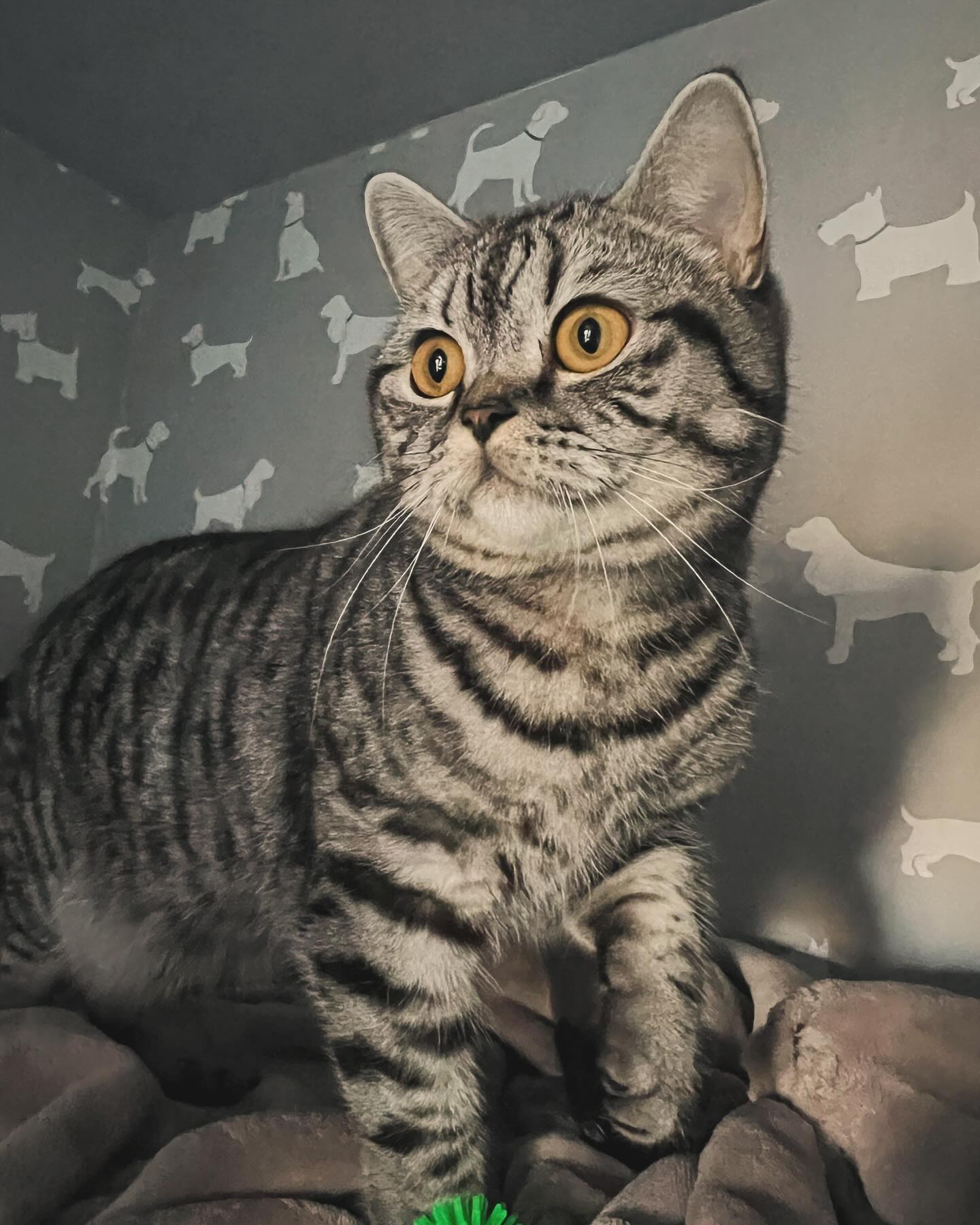 The softest duo π©Ά
#britishshorthair #britishshorthairkitten #cuteduo #kittens