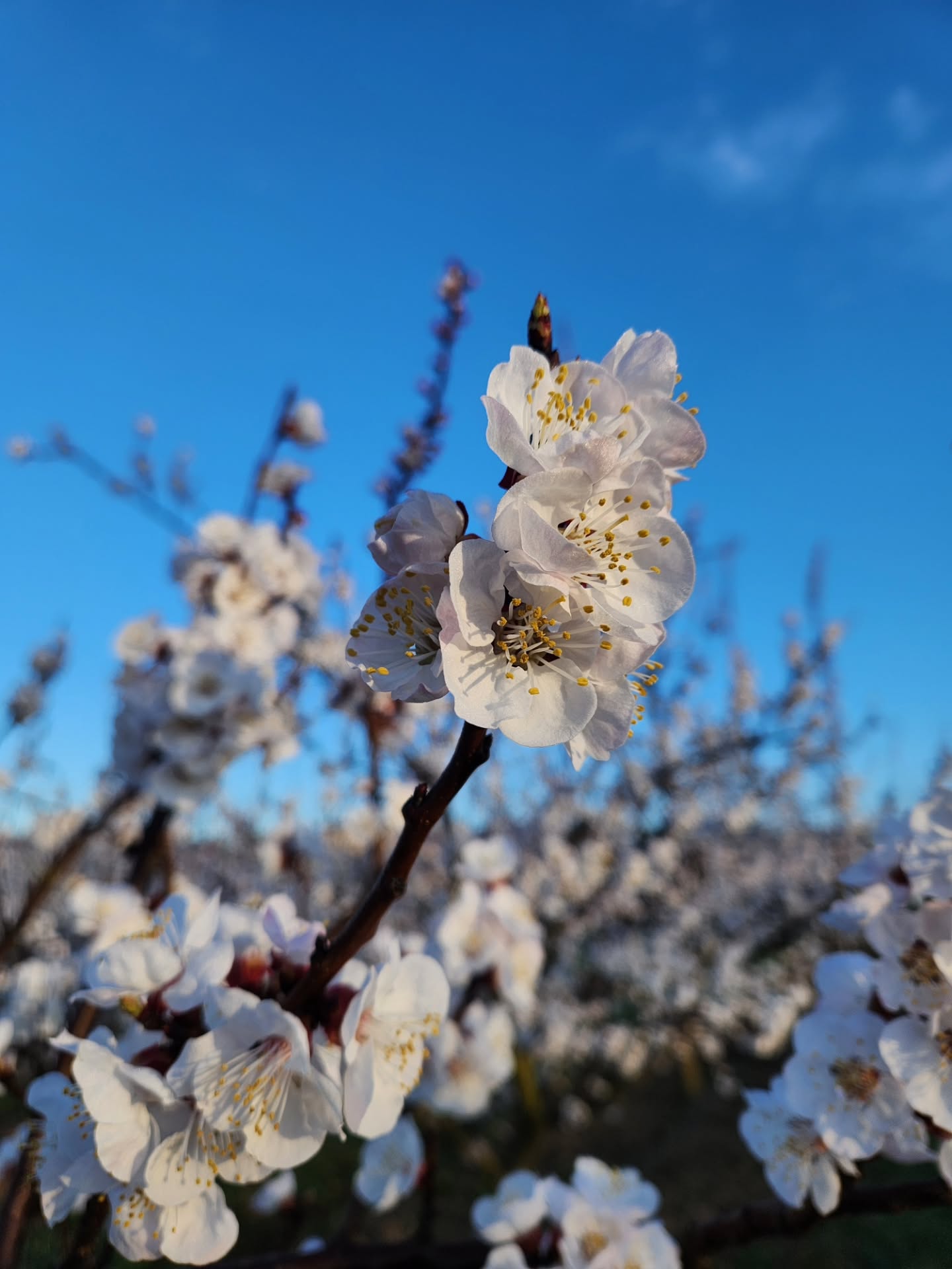 SLOW MARS 🌸🌿🩷
..
1. De jolies fleurs d’abricotier pour nos dernières semaines dans notre sweet home 🏠
..
2. Des jus vitaminés 🌞🍊🥕 pour palier au microbes (ça na pas suffit 🤧)
..
3. Arpenter de nouveau une salle pour un moment de grâce 🩰 (@markov________ 🩷)
..
4. La première mais pas la dernière de 2026🍦
..
5. Un bain par jour ou presque 🛁🫣
..
6. Déjeuner dehors, le plaisir ultime du printemps dans la Drôme 👋
..
7. Beaucoup de balades avec cette acolyte têtue 🐶
..
8. Aussi présente pour mes (rares) entraînements du mois 🏋♀️
..
9. Beaucoup de temps passée avec elle comme depuis bientôt 4 ans 👧
..
10. Obsession polar avec 5 lectures ce mois 🕵♀️
..
J'espère que vous avez passé un bon mois de mars 🖐🙏
..
#naturopathie #slowlife #mars2026