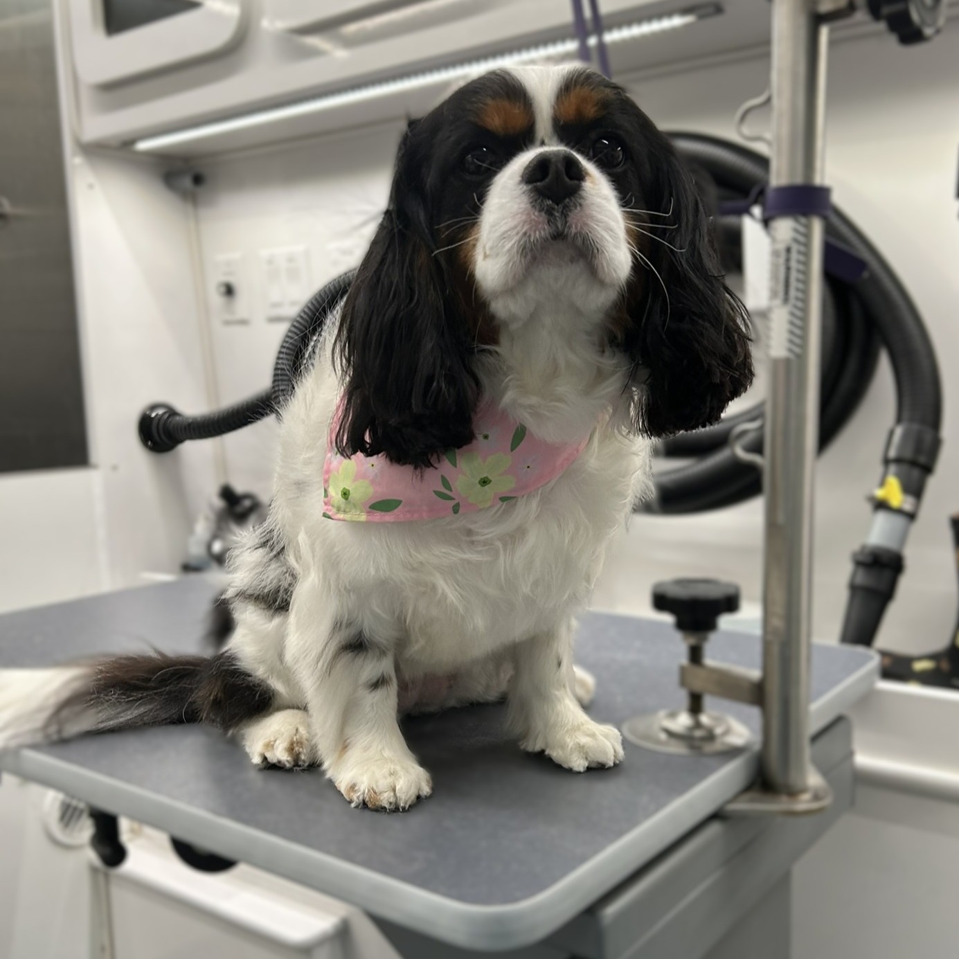 A little before & after of Elaine, the Cavalier I groomed today! 🐾
She was due for a nice all-over tidy-up for spring, and she's looking so fresh and clean now.
Such a sweet girl! I really enjoyed working with her and can’t wait to see her again! 💕
#cavalierkingcharlesspaniel #cavaliersofinstagram #cavalierlife #cavalierlove #cavaliergrooming
#doggrooming #doggroomer #groomersofinstagram #petgrooming #mobilegrooming
#freshgroom #dogsofinstagram #beforeandafterdog #dogtransformation #fluffydog
#springgroom #cleanpup #happydog #pamperedpup #dogspa