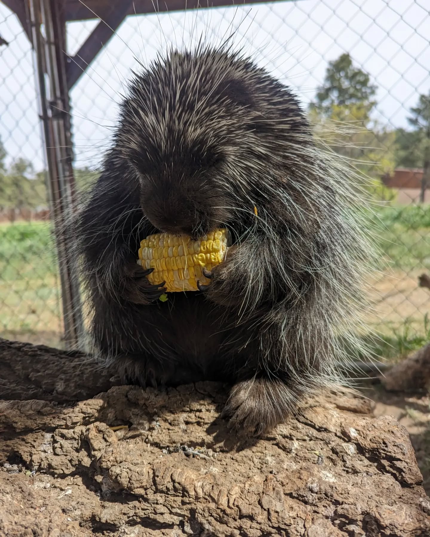 Just a pine eating her corn ❤️ #rmwpark #daisytheporcupine #northamericanporcupine #corn
