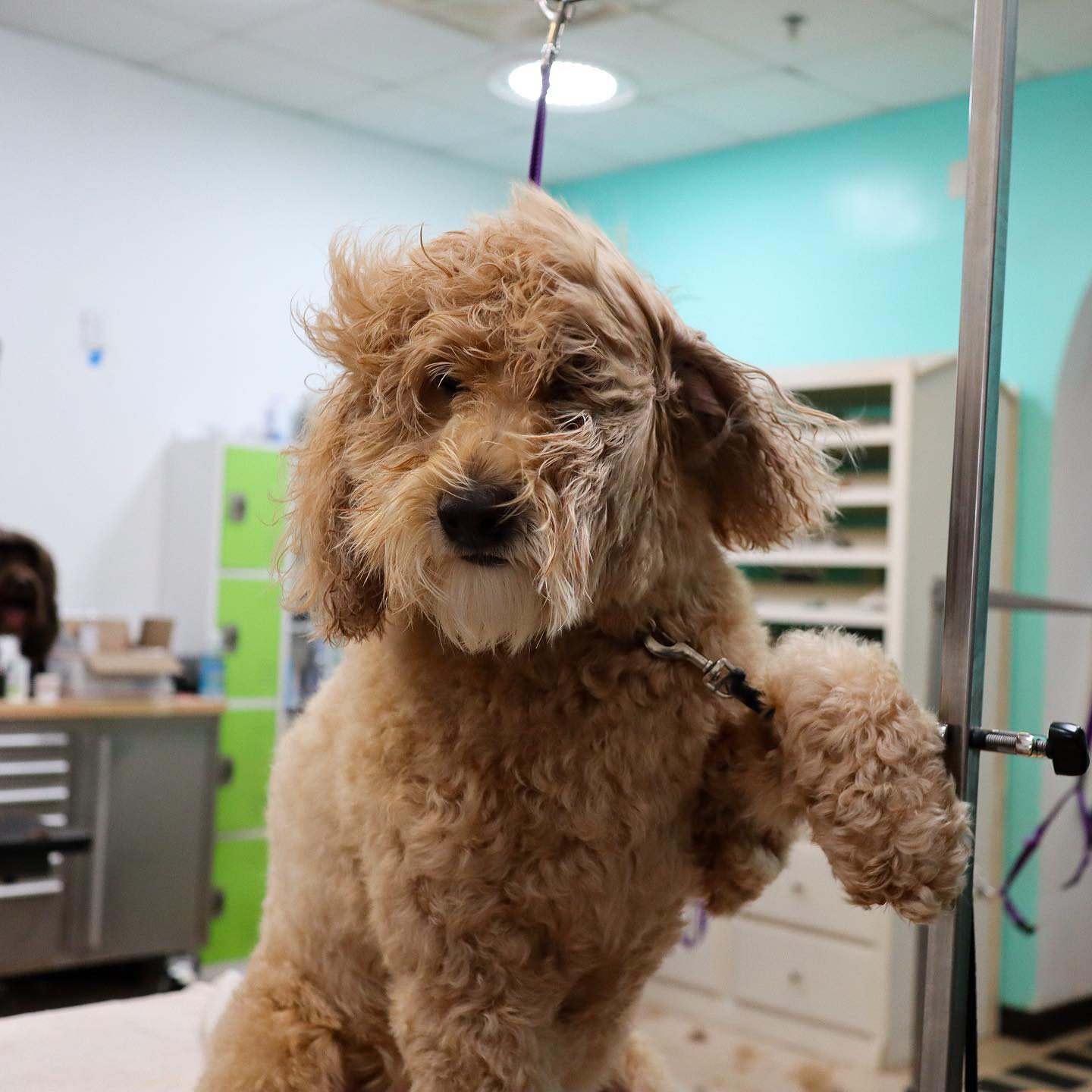 Take a look at Abby's Salon Day! We ❤️ Doodles!