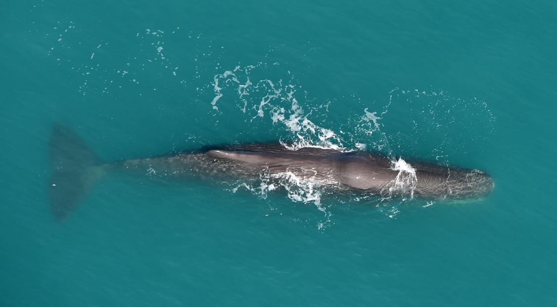 1 flight, 3 species ✈️🐋
Sperm whale, humpback and a pod of orca! It doesn’t get much better than that 🙌🏽
An unreal flight and always something special showing locals what’s right on their doorstep.
Thanks for joining us and for the epic shots, Jaime Brown 📸✨