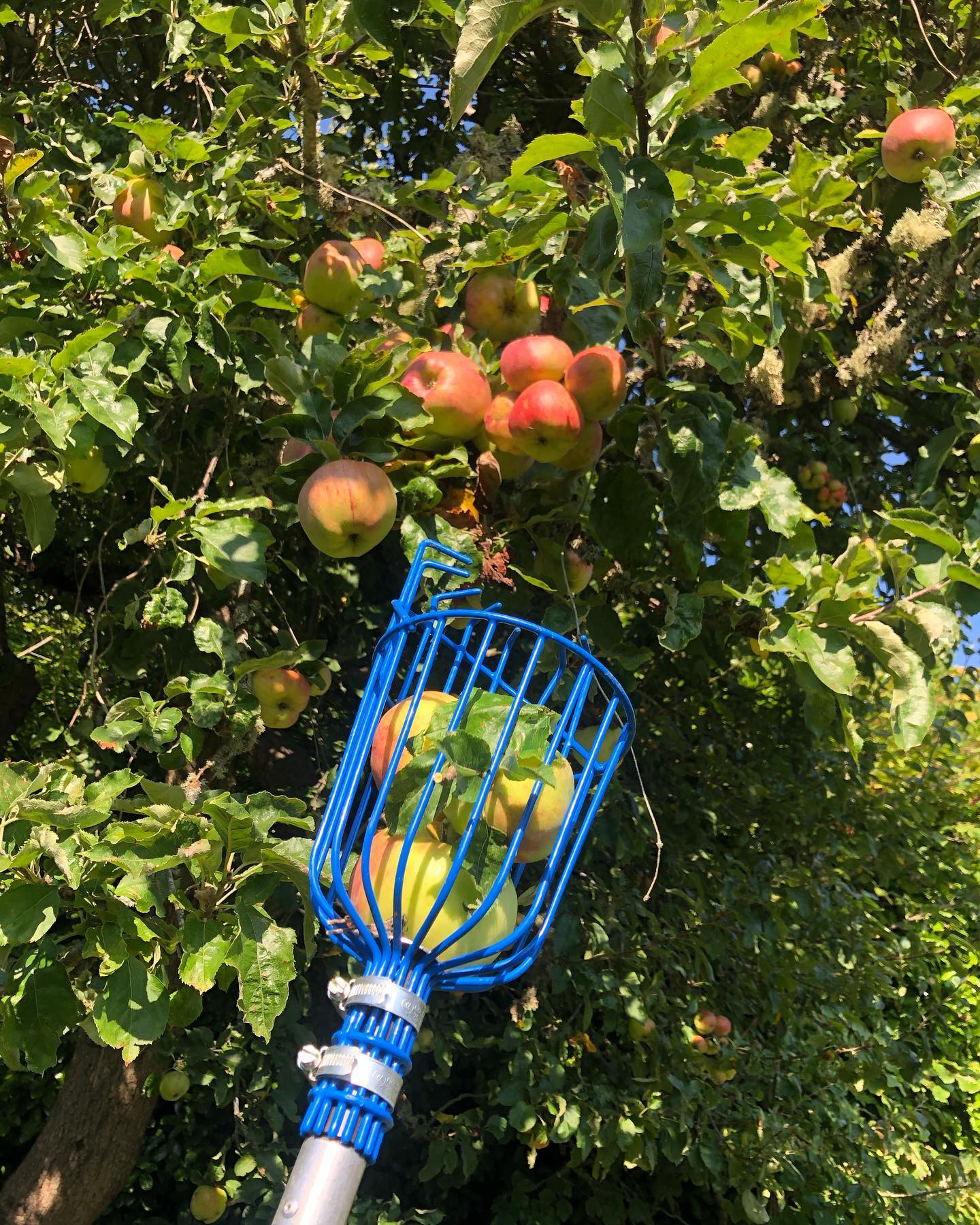 It’s been an apple picking & hard cider making kind of couple weeks! Harvest season is always a busy blur but definitely need to make sure to snap more pictures in the future! 🤦♀️❤️🌳🍎🍏#hardcider #whidbeyheirloom #whidbeyislandgrown #orchard #driftwoodhardcider #drinklocal #handcraftedcider #familycidery