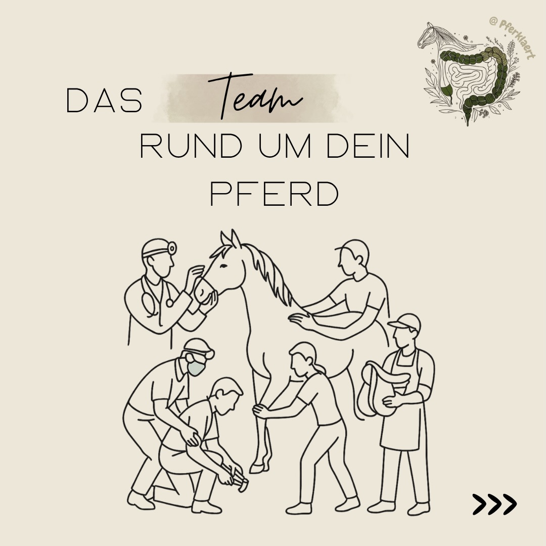 Heute schauen wir uns mal ein Thema an, das wirklich jedes Pferd betrifft: das Team rund ums Pferd. Tierarzt, Physio, Osteopath, Zahnarzt, Trainer, Hufbearbeiter, Sattler… Viele Pferdebesitzer sind unsicher: Wen brauche ich wann? Und wer darf was?
Erste Anlaufstelle: der Tierarzt
Wenn dein Pferd plötzlich Veränderungen zeigt wie Leistungsabfall, Gewichtsverlust oder Schmerzverhalten dann ist der Tierarzt deine erste Anlaufstelle.
Wie beim Menschen: Du gehst ja auch zuerst zum Hausarzt – nicht direkt zum Therapeuten.
Der Tierarzt
✔️ untersucht
✔️ stellt Diagnosen
✔️ behandelt oder überweist weiter
Der “Zahnarzt”
👉 Mindestens 1x jährlich kontrollieren lassen
👉 bei Auffälligkeiten sofort handeln
Achte z. B. auf:
• Probleme beim Kauen
• Abwehr beim Trensen
• veränderten Speichelfluss
➡️ Zahnschmerzen warten nicht bis zum nächsten Termin, wenn dir etwas auffällt kontaktiere ihn also sofort
Wichtig zu wissen:
✔️ Die Behandlung kann sowohl durch einen Tierarzt als auch durch einen qualifizierten, nicht-tierärztlichen Zahnbehandler erfolgen
✔️ Entscheidend sind Ausbildung, Erfahrung und eine saubere, pferdegerechte Arbeitsweise
👉 Worauf es dabei genau ankommt, sprenge hier den Rahmen – mehr dazu findest du in meinem Skript „Zähne & Zahnbehandlungen“ oder in unserem Podcast 🎧
Therapie: Physio, Osteo & Co.
Wenn medizinisch alles abgeklärt ist, kommen Therapeuten ins Spiel.
Physiotherapie
➡️ Fokus: Bewegung, Muskulatur, Funktion
➡️ Ziel: Bewegungsabläufe verbessern, Verspannungen lösen und den Körper wieder in Balance bringen
➡️ arbeitet häufig auf Grundlage tierärztlicher Befunde – stellt aber selbst keine medizinische Diagnose
Ein guter Physio:
✔️ macht eine ausführliche Anamnese
✔️ beurteilt dein Pferd im Stand und in der Bewegung
✔️ erkennt funktionelle Einschränkungen und Zusammenhänge
✔️ erklärt dir, was er macht und warum
✔️ gibt dir konkrete Übungen für den Alltag mit
⬇️in den Kommentaren geht es weiter⬇️