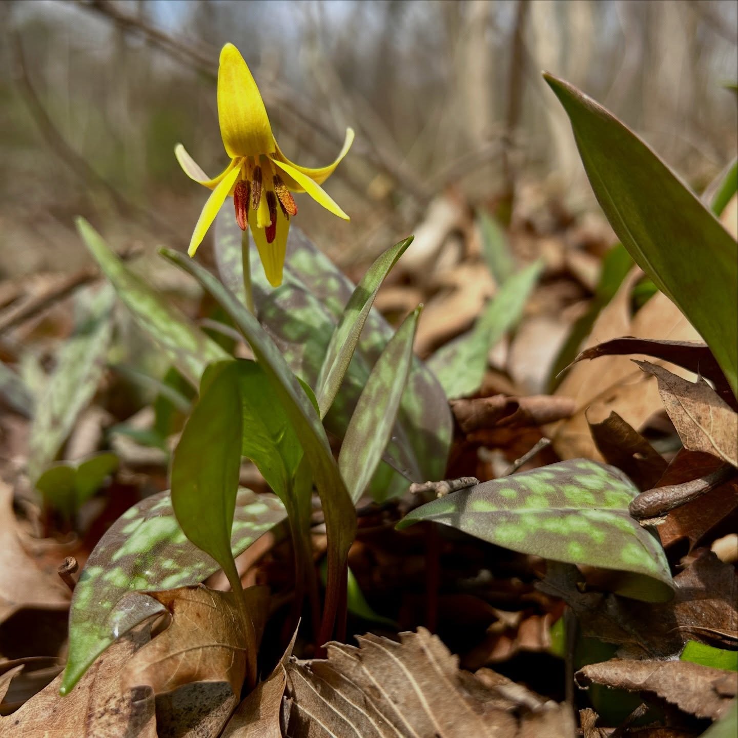 Over the weekend we spotted our first trout lilies of the year near the Musconetcong River!
Trout lilies (Erythronium americanum) are common but still exciting, since they’re one of the first native NJ wildflowers found in early spring. They grow in forested habitats with moist, rich soil and often form large colonies that carpet the forest floor. Each plant produces one nodding, yellow flower that blooms for about two weeks. Look for patches of their distinctive variegated leaves next time you’re out for a walk in the woods or near water.
What signs of spring are you seeing in your area?