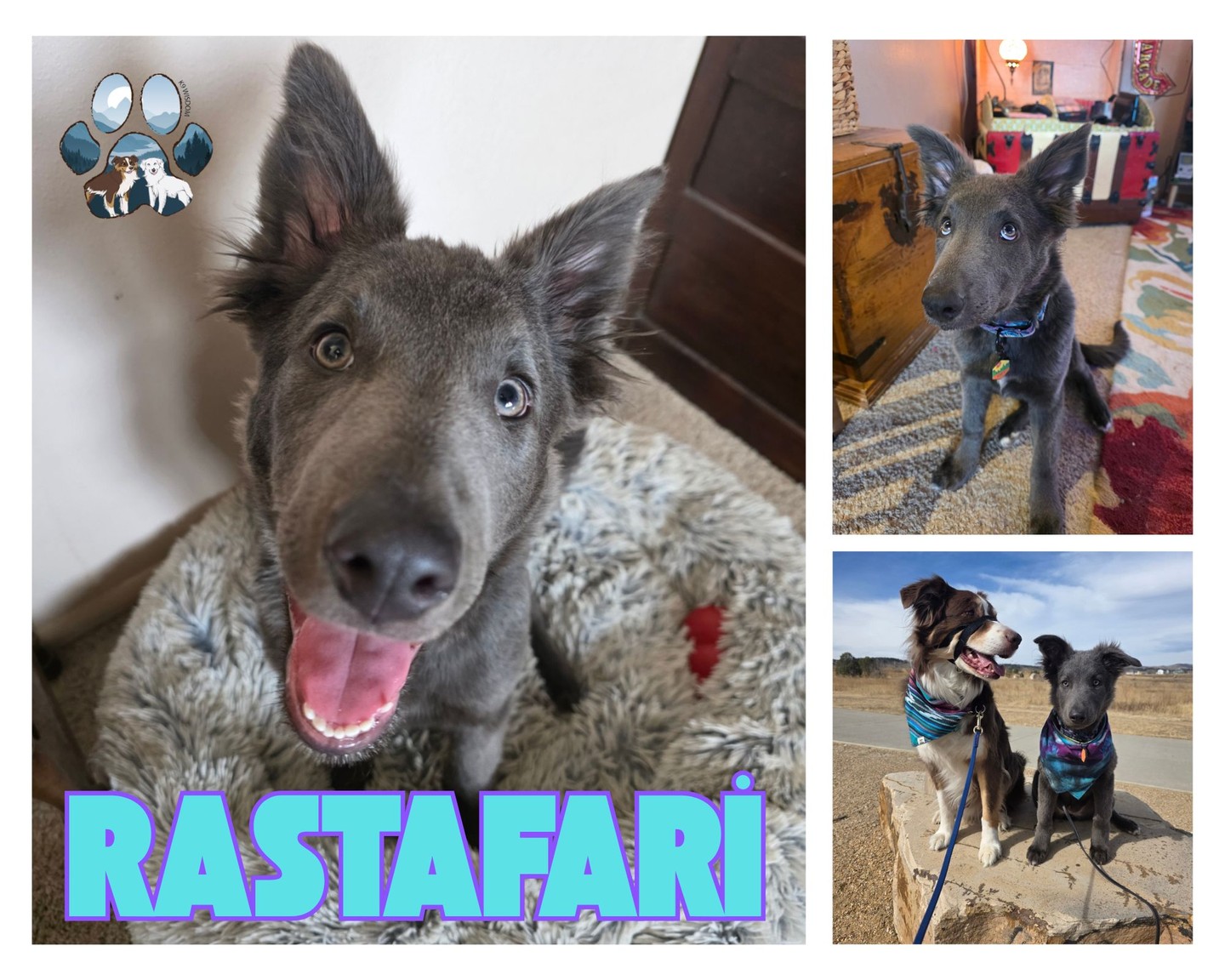 🧬✨ RASTAFARI'S BREED REVEAL ✨🧬
Alright… the guesses were all over the place 👀😂
We saw:
🐾 German Shepherd
🐾 Pit mix
🐾 "some kind of adorable chaos creature"
And honestly… you weren't wrong 😏
Rasta is:
👉 63% German Shepherd
👉 21.5% American Pit Bull Terrier
👉 15.4% Supermutt (Staffordshire Terrier, American Bulldog, Boxer)
Which basically means:
✔️ Smart
✔️ Silly
✔️ Goofy
✔️ Sweet
✔️ Stable
✔️ And just enough chaos to keep life interesting 😅
And here's where I'm gonna nerd out for a second 👇
We LOVE genetics over here… and we say it all the time:
👉 You can't change genetics 👈
But that's not a bad thing.
Genetics help us understand:
✨ WHY dogs behave the way they do
✨ WHAT they need from us
✨ HOW to support them better
And honestly?
Rasta is FULL of some of my favorite breeds… and she has been one of the easiest puppies I've ever owned 💛
Not because of luck—
but because she is exactly who she's supposed to be 🐶✨
And if you ask me…
She's 100% perfect.
Alright, be honest—
Did you guess it right?! 👇
#k9wisdom_dognerd #puppytraining #dogtrainingtips #dognerd #geneticsmatters #breedreveal #dogbehavior #positivereinforcement