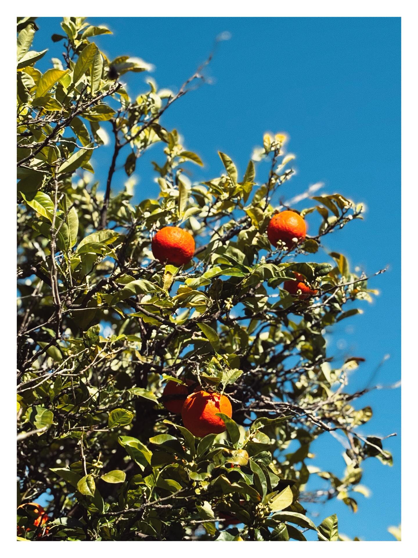 Forgot about the random orange trees around Spain. This one was at a gas station. #livethelifeyoulove