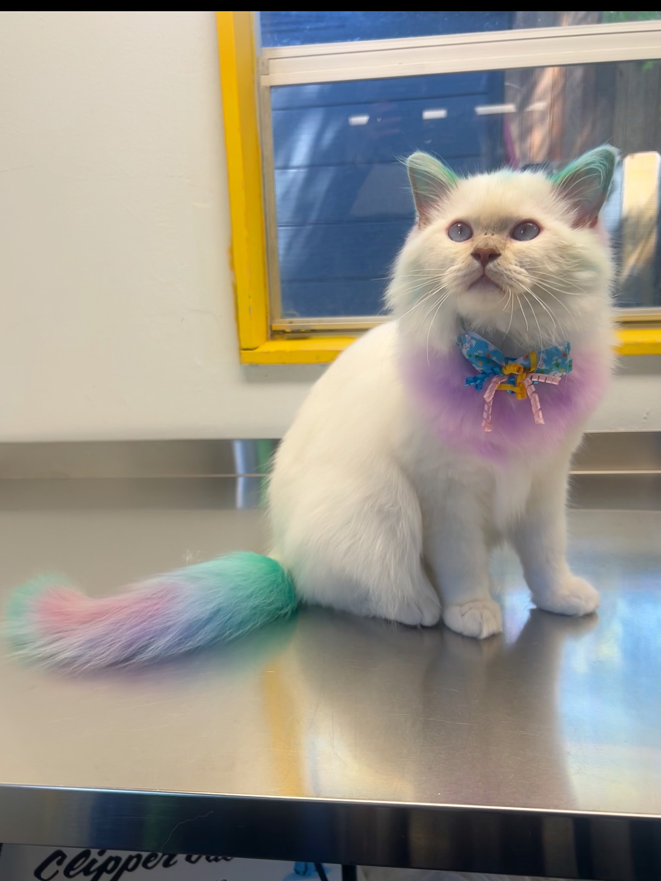 Winston is ready for the Easter Bunny 🐰💕
#opawz #ragdoll #catgrooming