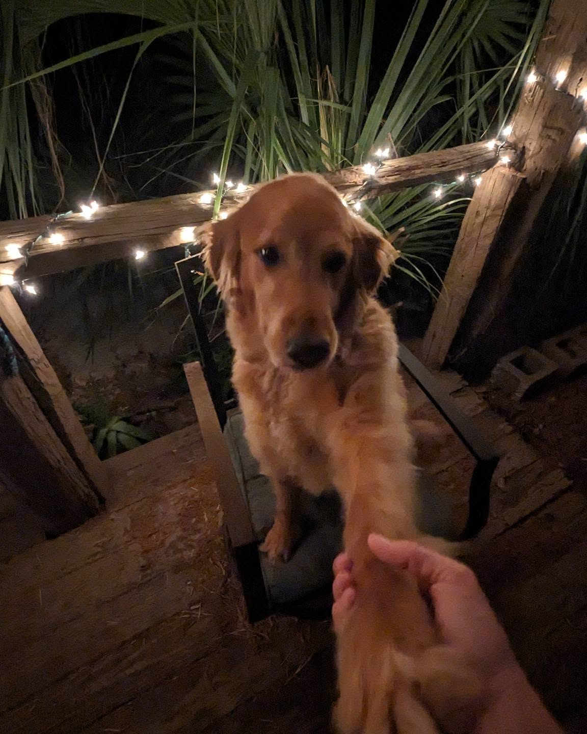 #dogsofinstagram #dogs #goldenretriever #animals #pet #petsitter #womeninbusiness #smallbusiness #grantvalkaria #palmbay #palmbayfl