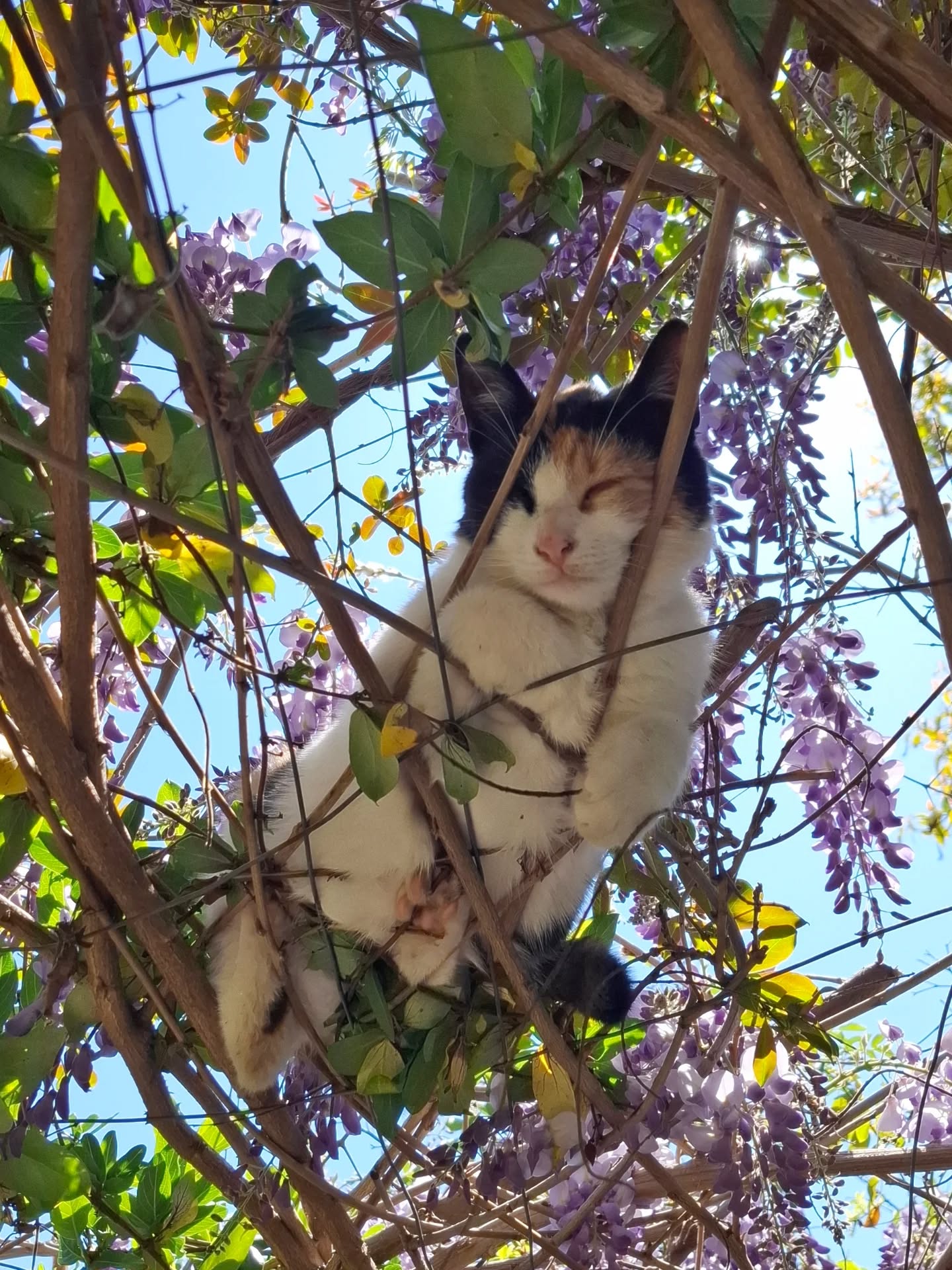 Serenity found! Caught a glimpse of a peaceful cat snoozing at the dergha today. A perfect reflection of the calm environment here.
Find your way to Lefke. And share the experience.
But contact us first.
.
.
.
#sheikhnazim #lifeinlefke #naqshbandihaqqani #naqshbandi #halaltravel