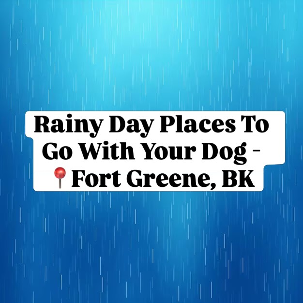 #fortgreene #fortgreenepups #fortgreenedogs #fortgreenebrooklyn #rainy