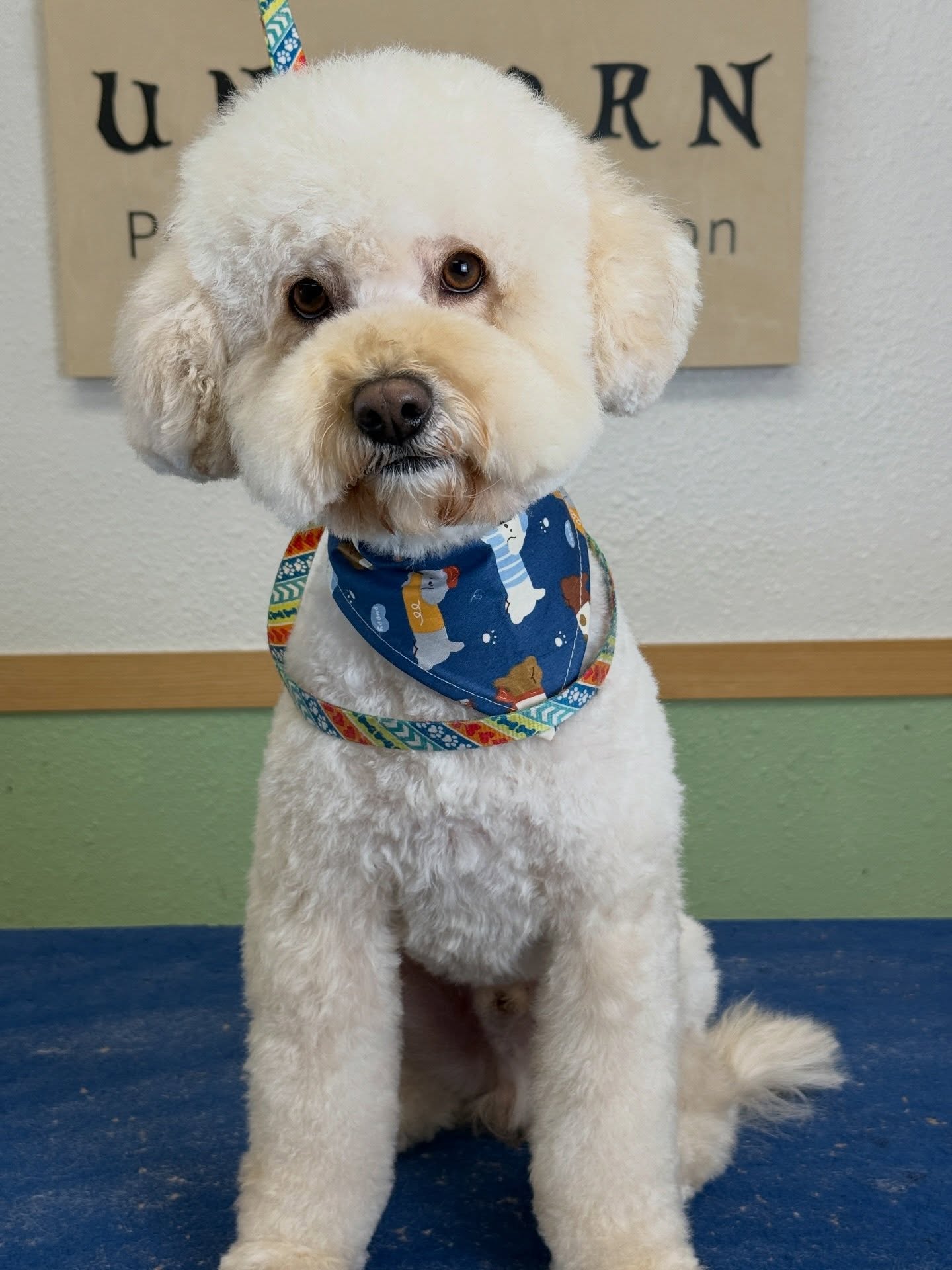 Professional grooming. Exceptional care. Unforgettable results. 💎
Our experienced team combines skill and precision to make your pet shine.
📍 18582 Beach Blvd STE 8C, Huntington Beach, CA 92648
📞 949-508-9155
🐶 Give your pet the ultimate grooming experience—appointments filling fast!
🔗 Tap the link in our bio to book now!
💻 https://www.unicornpetsalon.com/meetus