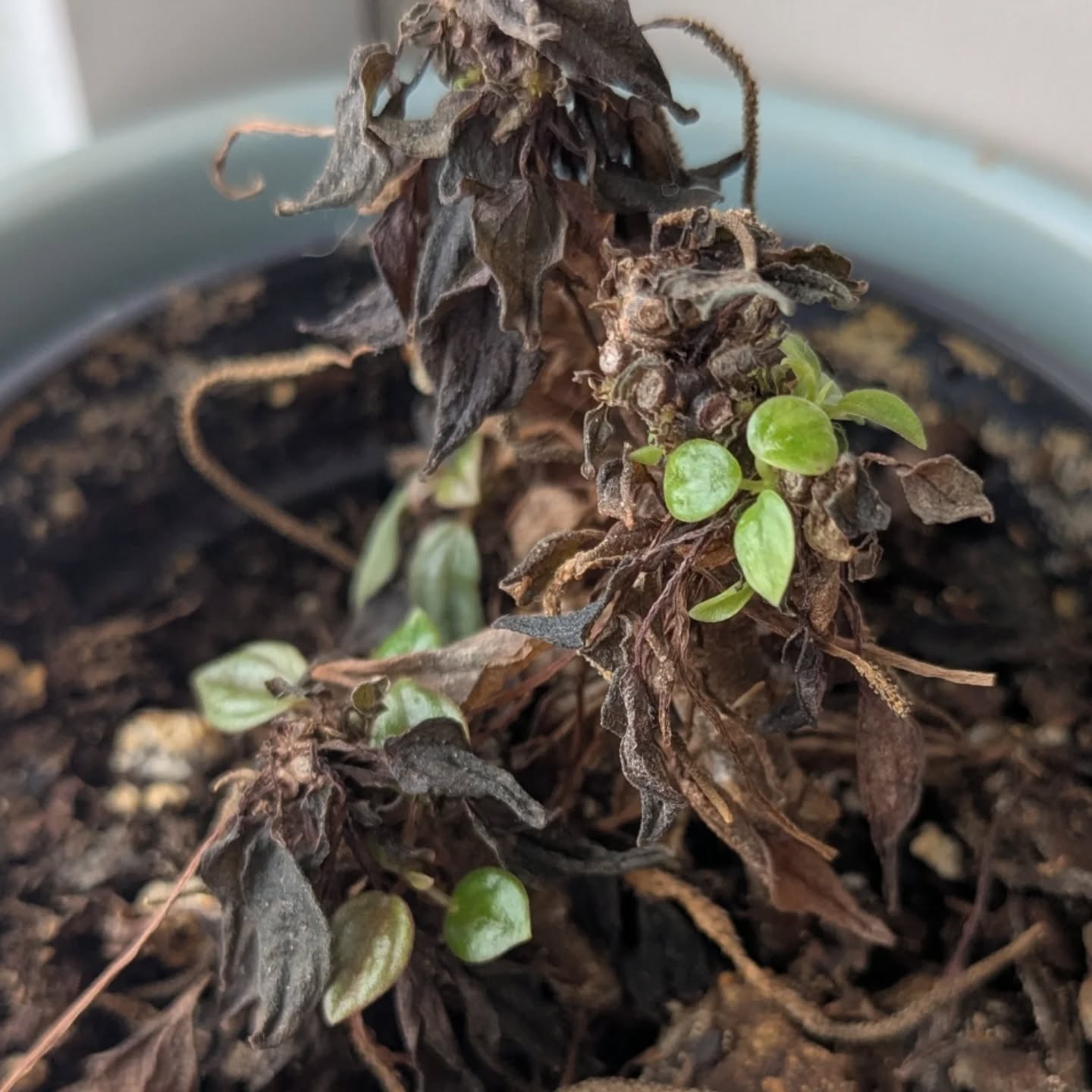 ๐ฑโค๏ธโ๐ฉน it's not always lush foliage and bushy plants, but those little pops of green recovery always remind me of the power of resilience, patience, and hope โค๏ธโ๐ฉน๐ฑ
#realhouseplantsofinstagram #planttherapy #horticulturaltherapy #mentalhealthmatters