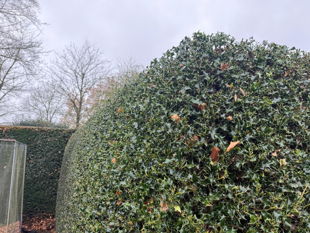 It’s Monday 🙌🌿
Kicking off the week with a look back at one from last week 👇
This job was all about getting these hedges back into shape with a clean, tidy trim ✂️🌳 We worked on a mix of established yew and holly, carefully shaping and neatening them to keep that sharp, well-maintained look 🌱✨
Regular maintenance like this is key — especially with yew, where precise trimming keeps that dense, crisp finish 👌 Holly also benefits from a tidy up to keep it neat, controlled, and looking its best all year round 🌿
A good hedge cut doesn’t just improve appearance — it helps promote healthy growth and keeps everything looking smart and manageable 💪
If your hedges are starting to look a bit untidy, now’s the perfect time to get them sorted 📅
Get in touch today 👇
M.J.B Group Ltd
Tree & Garden
📱 01225 - 941139
📧 info@mjbgroup.co.uk
💻 www.mjbgroup.co.uk
#hedgecutting #gardenmaintenance #landscapinguk #gardencare #yewhedge